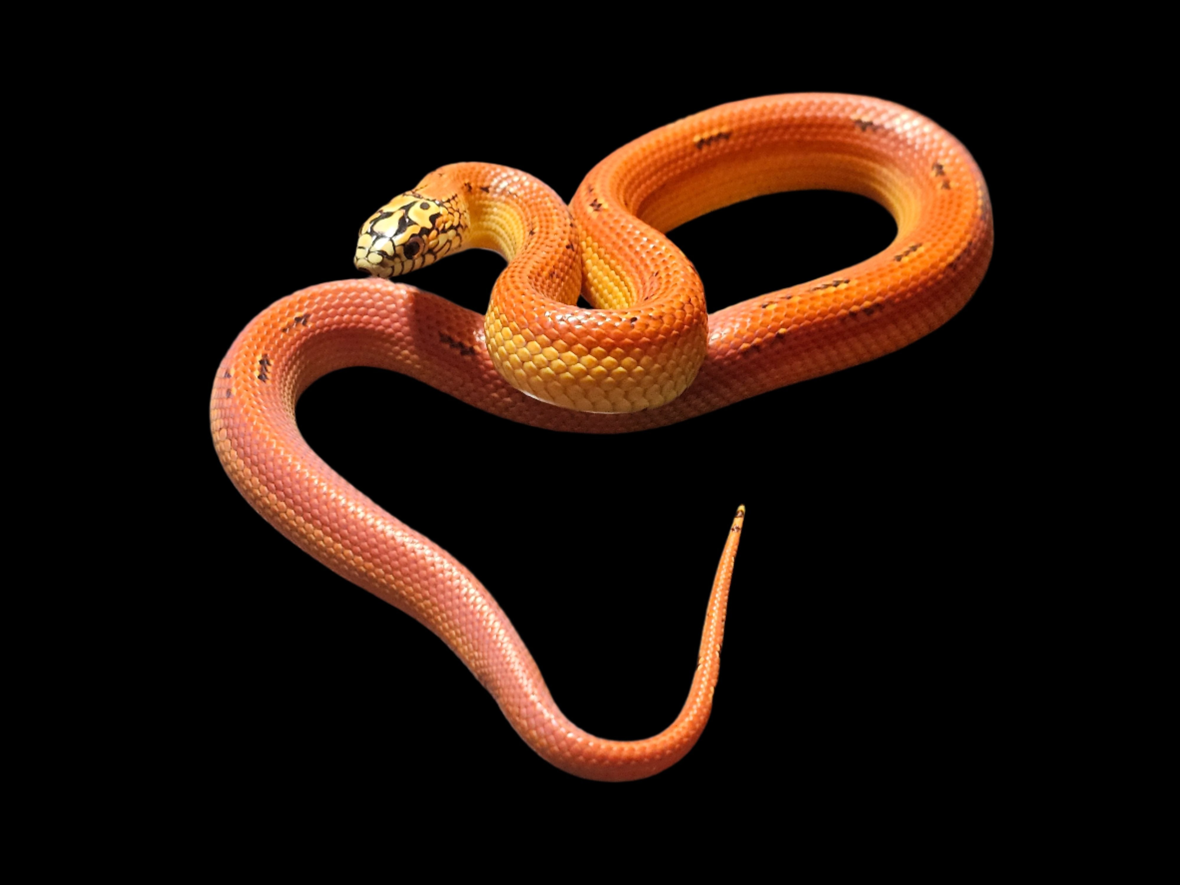 Kingsnakes – SoFloReptiles