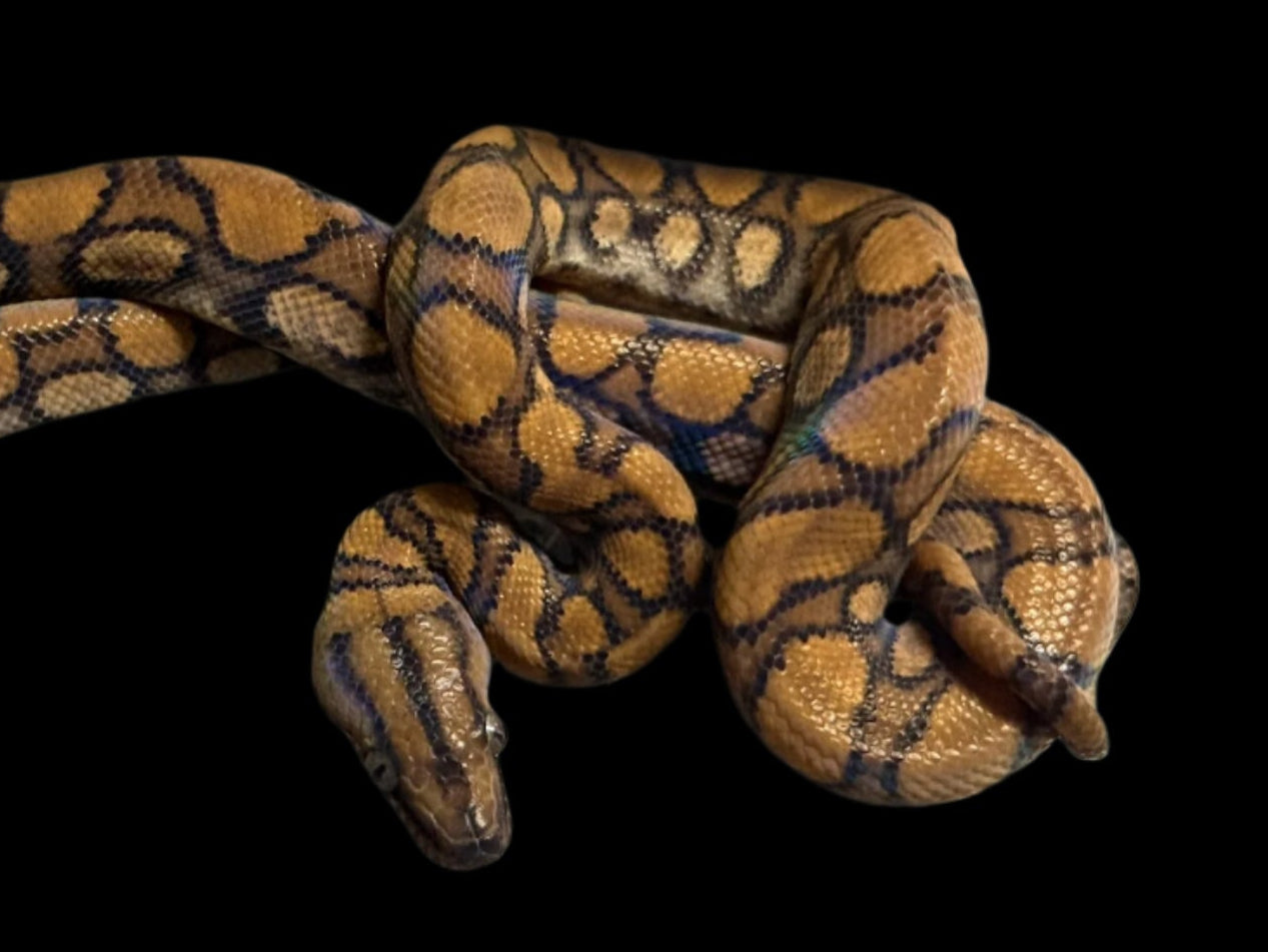 Pearl Rainbow Boa Male