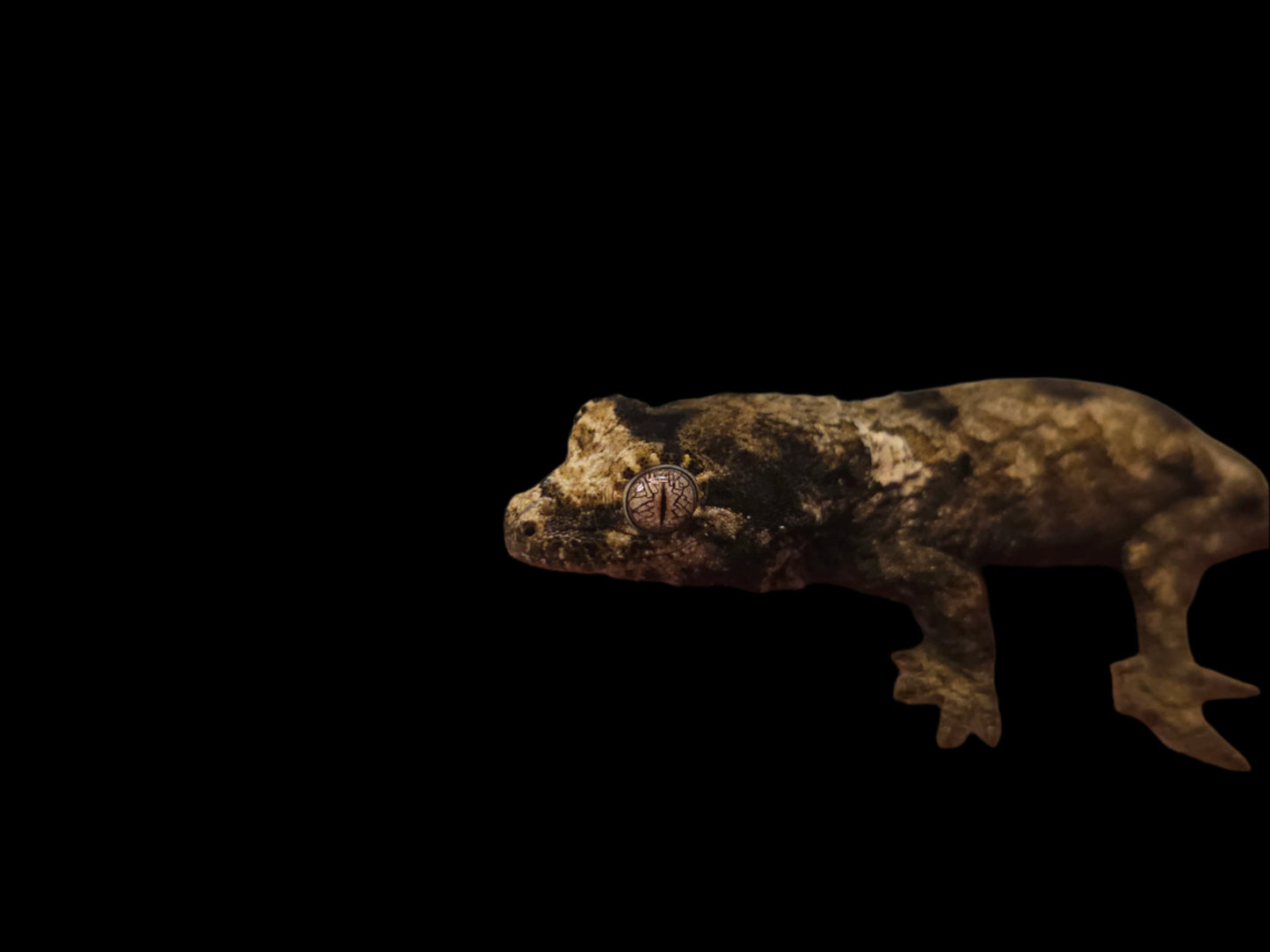 Pine Island Chahoua Gecko