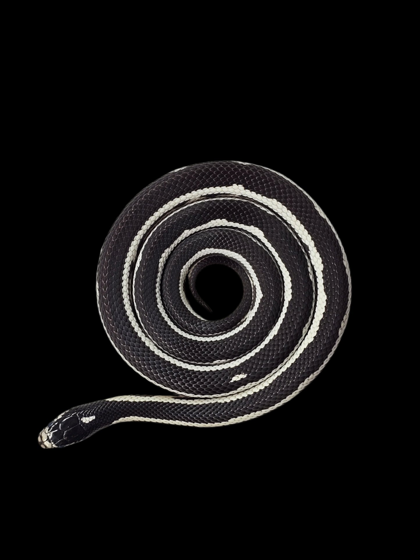Wide Stripe Cali Kingsnake Yearling