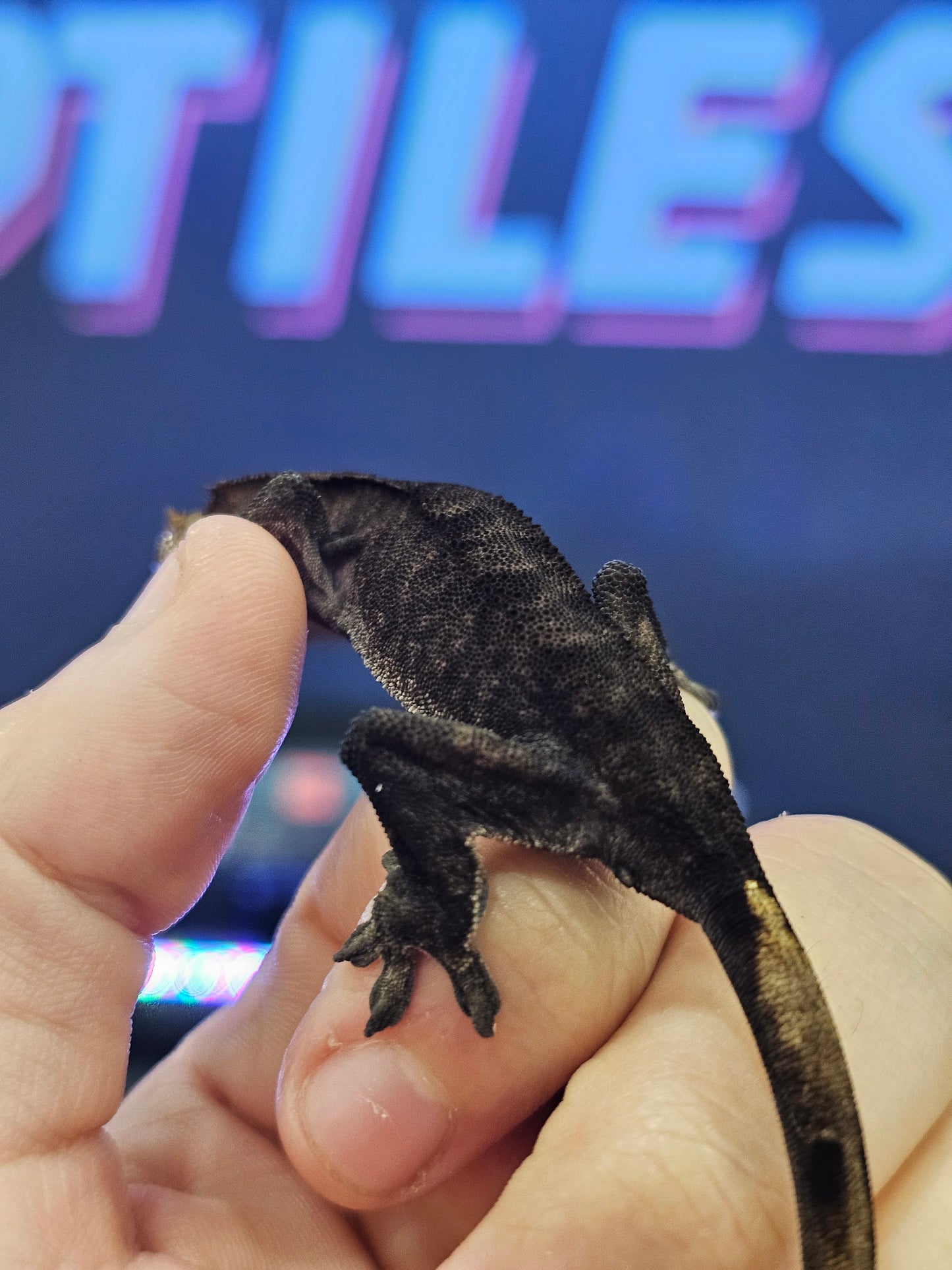 BLACK Charcoal Crested Gecko