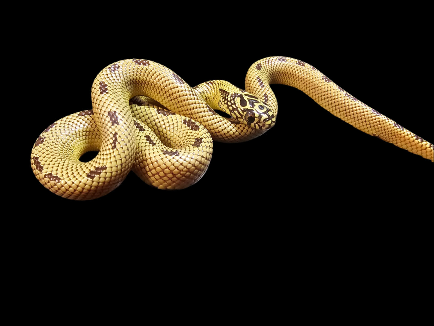 Yellow Phase Ultra Hypo Mosaic Florida Kingsnake