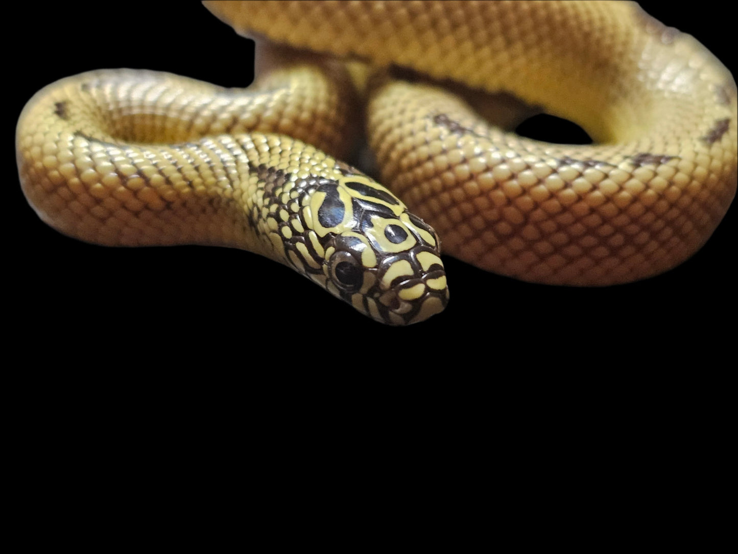 Yellow Phase Ultra Hypo Mosaic Florida Kingsnake