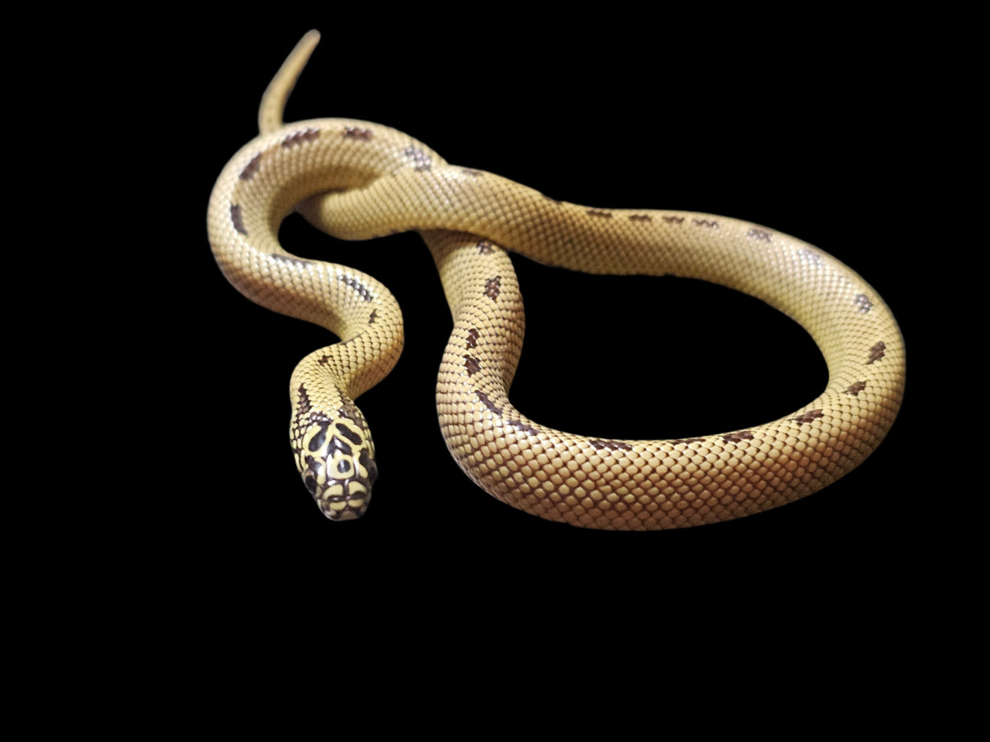 Yellow Phase Ultra Hypo Mosaic Florida Kingsnake