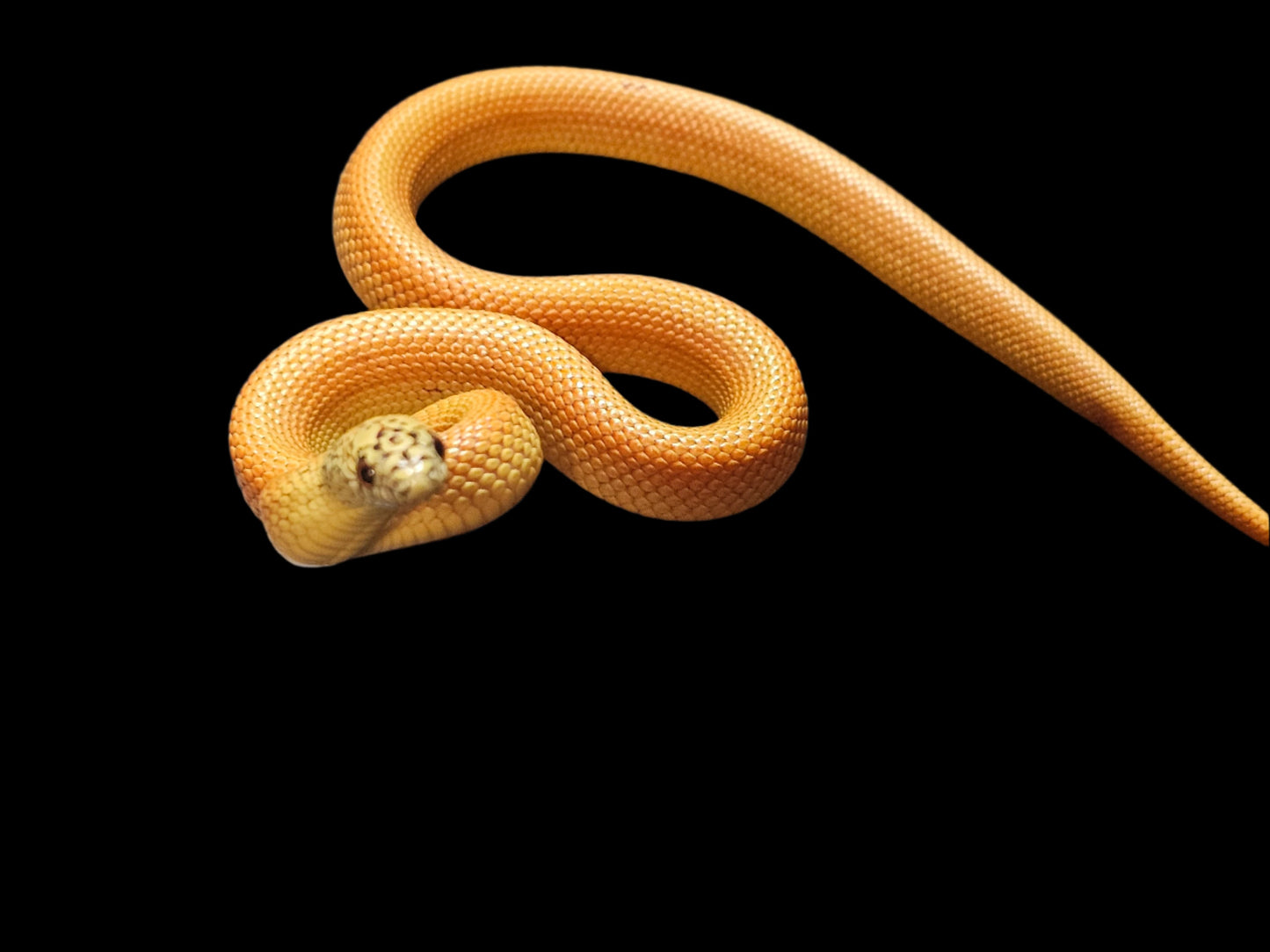 Patternless Ultra Hypo Mosaic Florida Kingsnake
