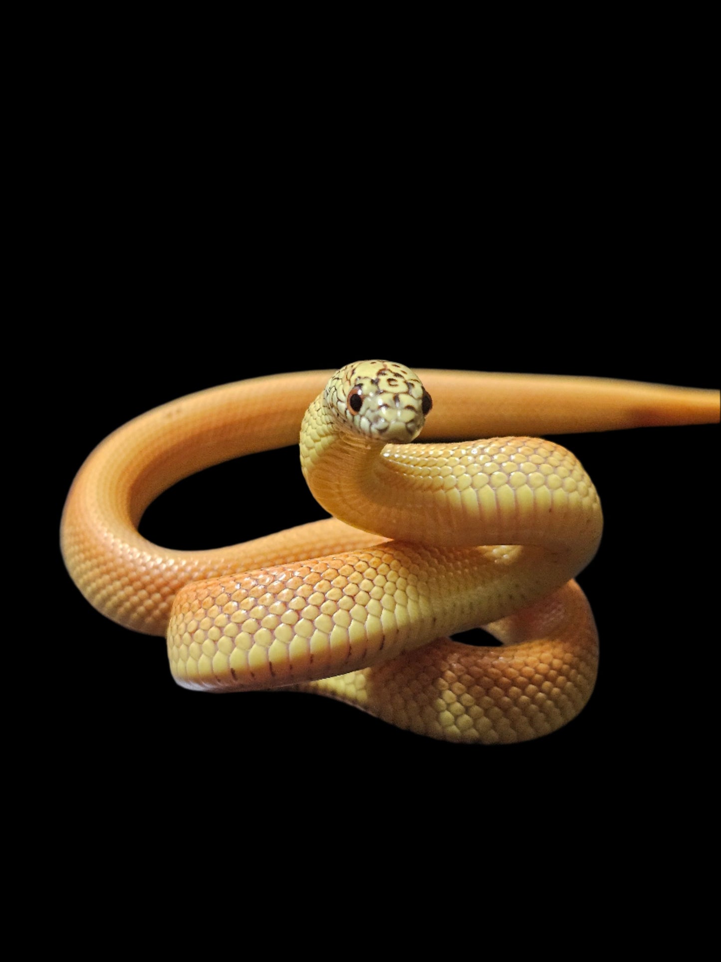 Patternless Ultra Hypo Mosaic Florida Kingsnake