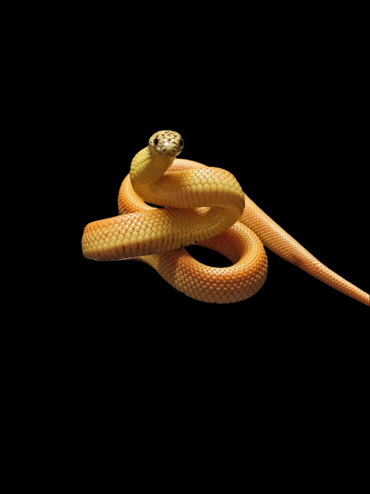 Patternless Ultra Hypo Mosaic Florida Kingsnake