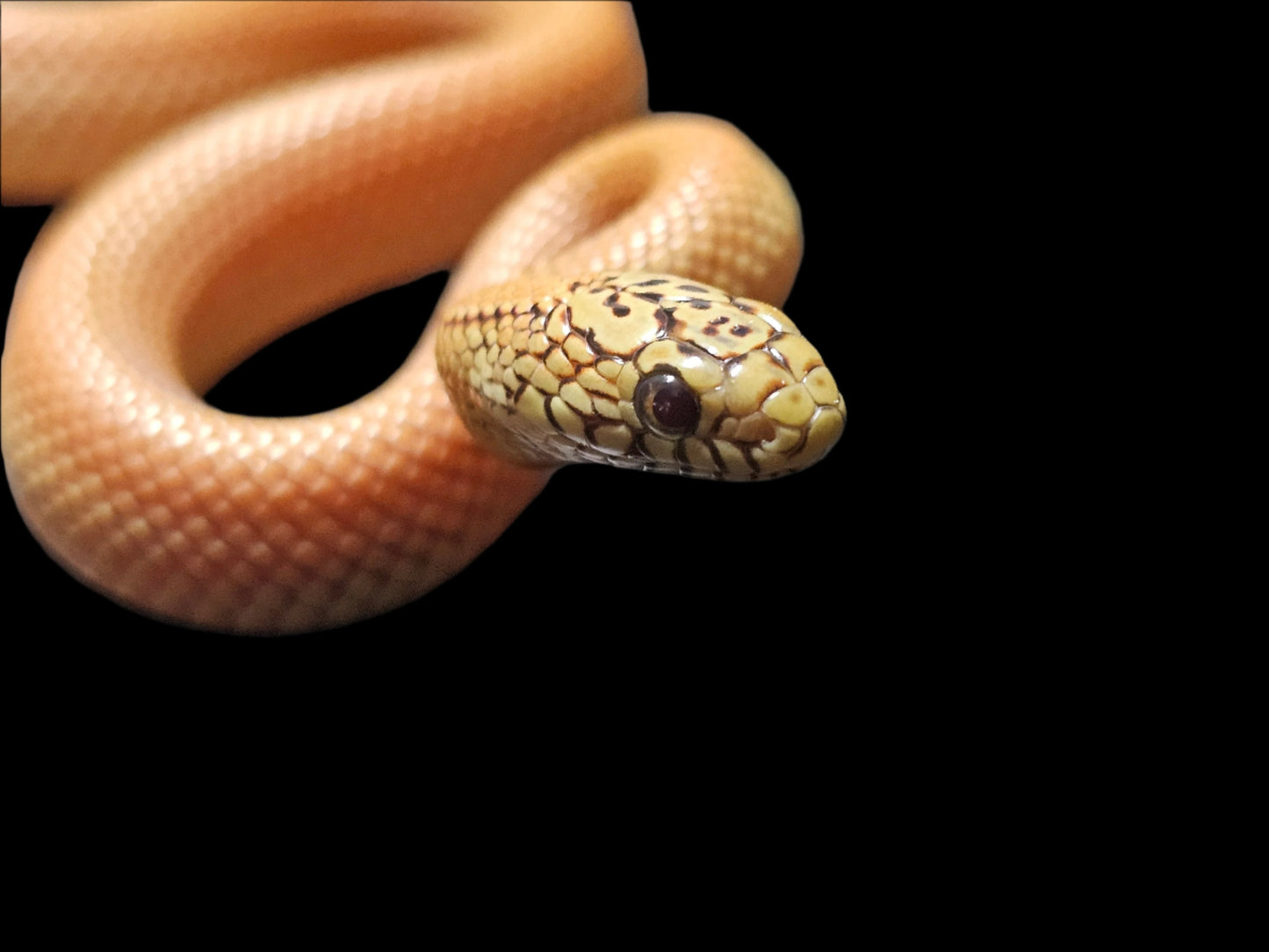 Patternless Ultra Hypo Mosaic Florida Kingsnake