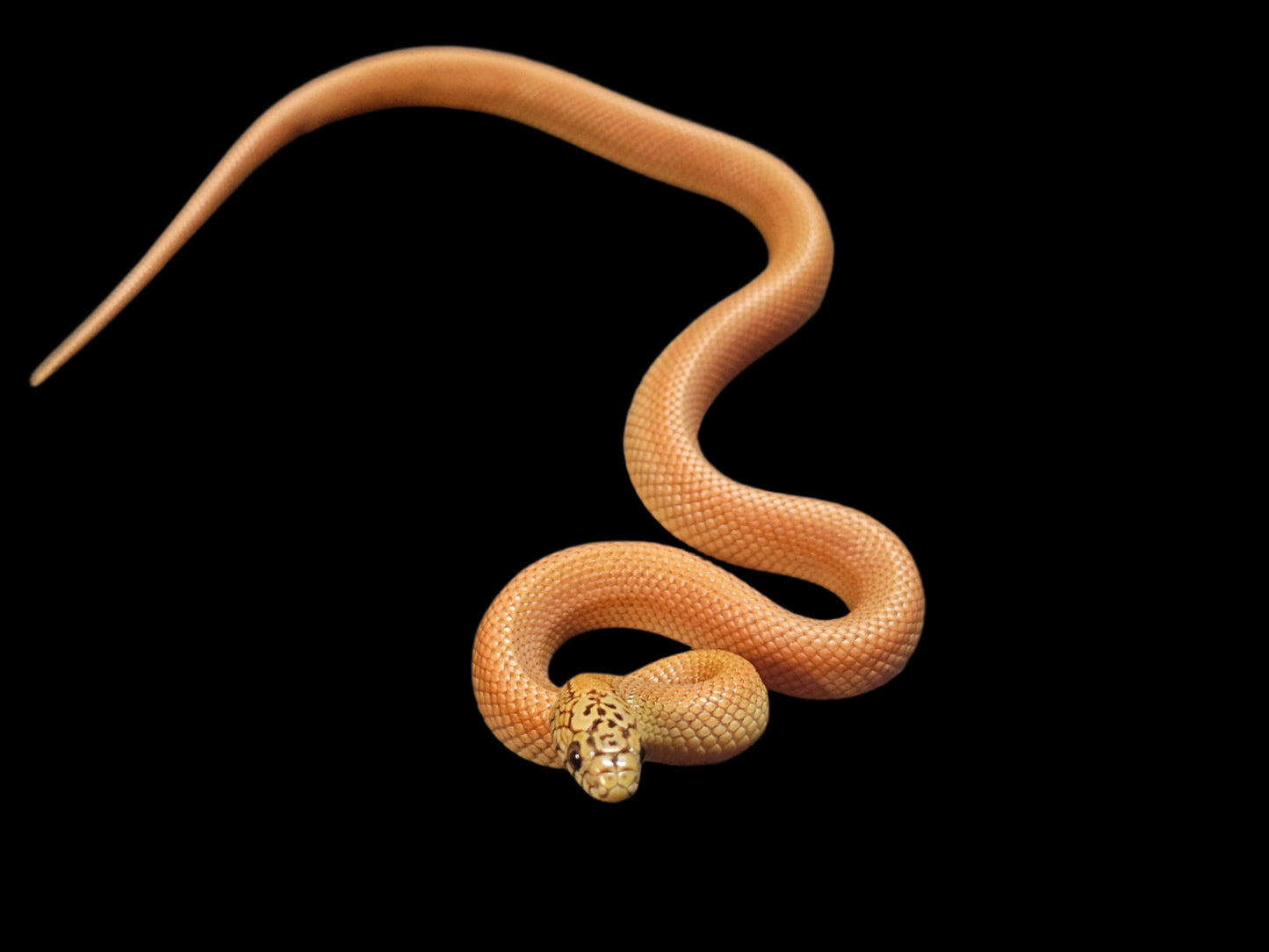 Patternless Ultra Hypo Mosaic Florida Kingsnake
