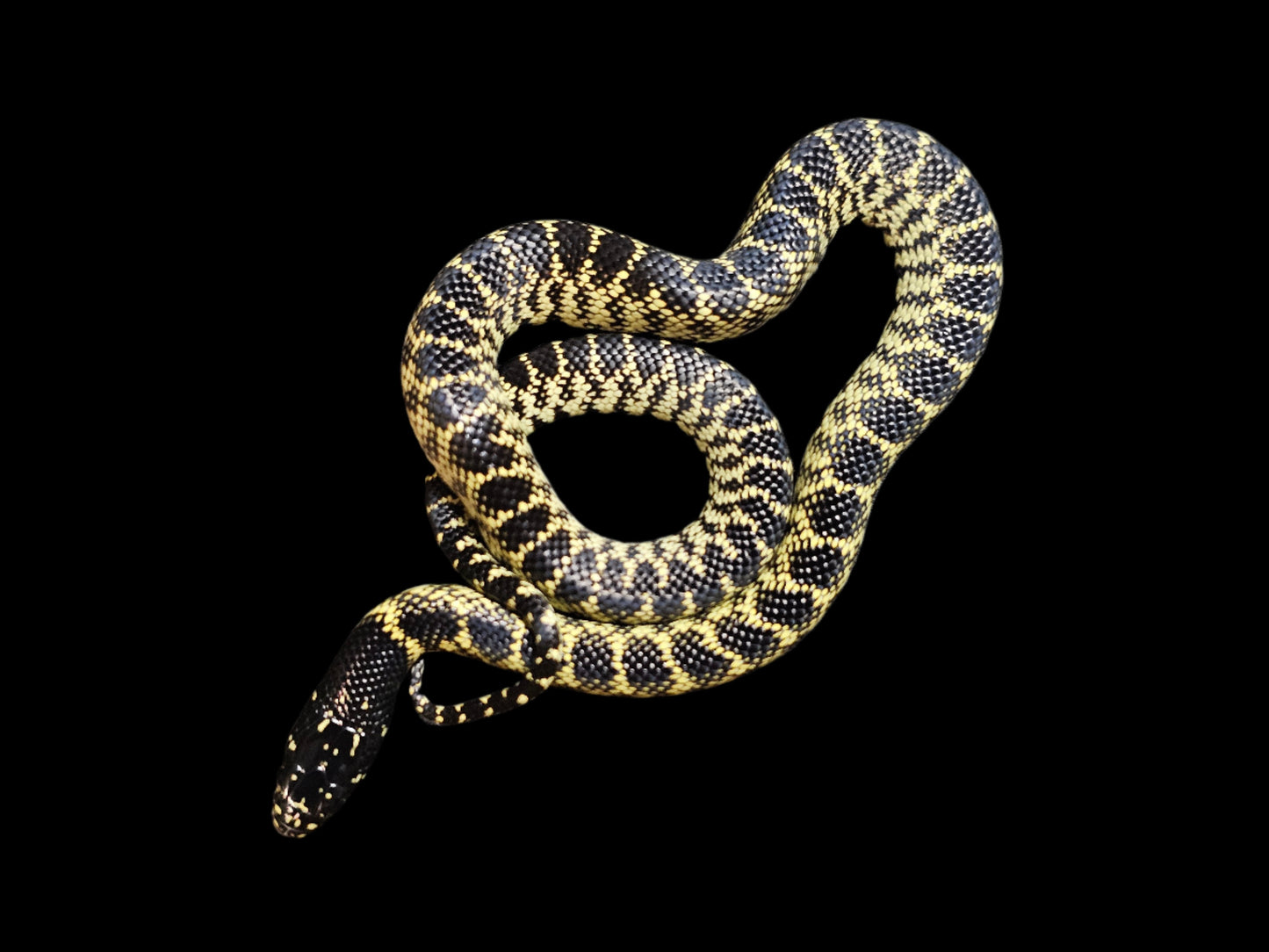 Desert Kingsnake