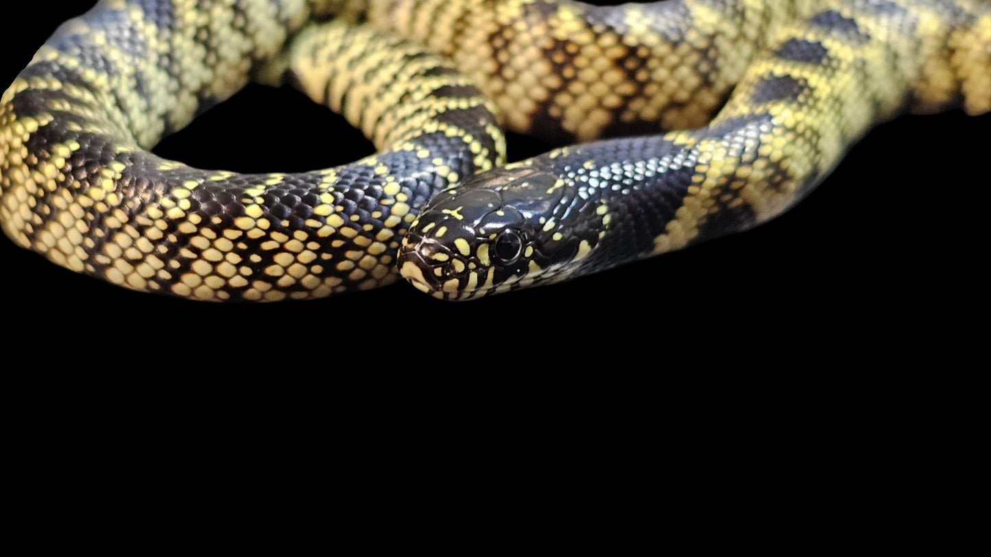 Desert Kingsnake
