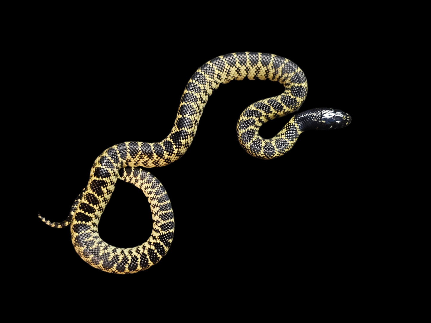 Desert Kingsnake