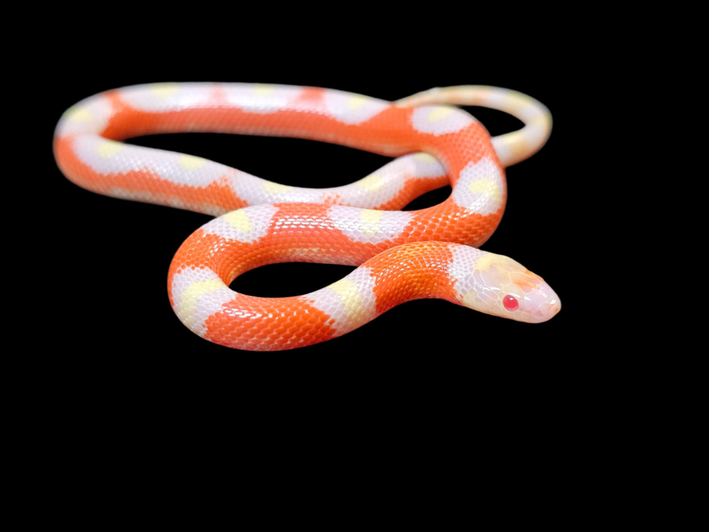 Albino Splotch Nelson's Milk Snake