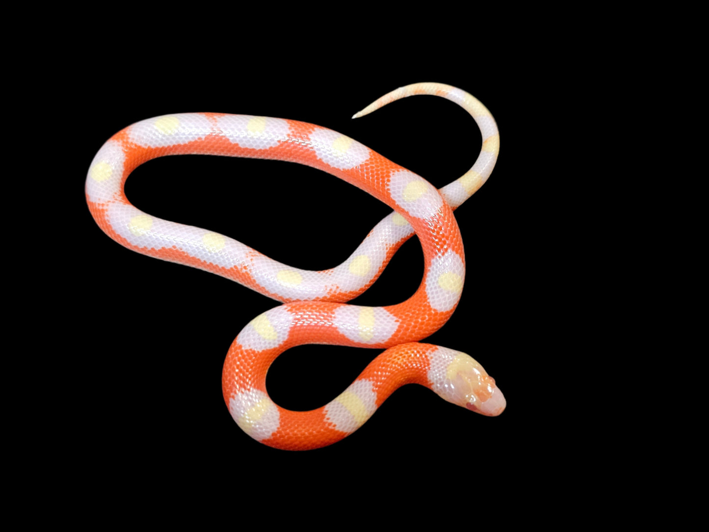 Albino Splotch Nelson's Milk Snake