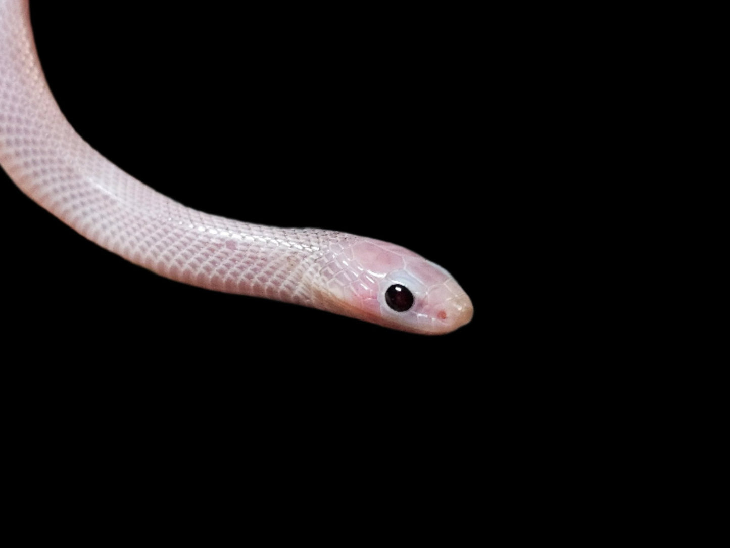 Ghost White-Sided Brooks Kingsnake baby for sale from SoFlo Reptiles