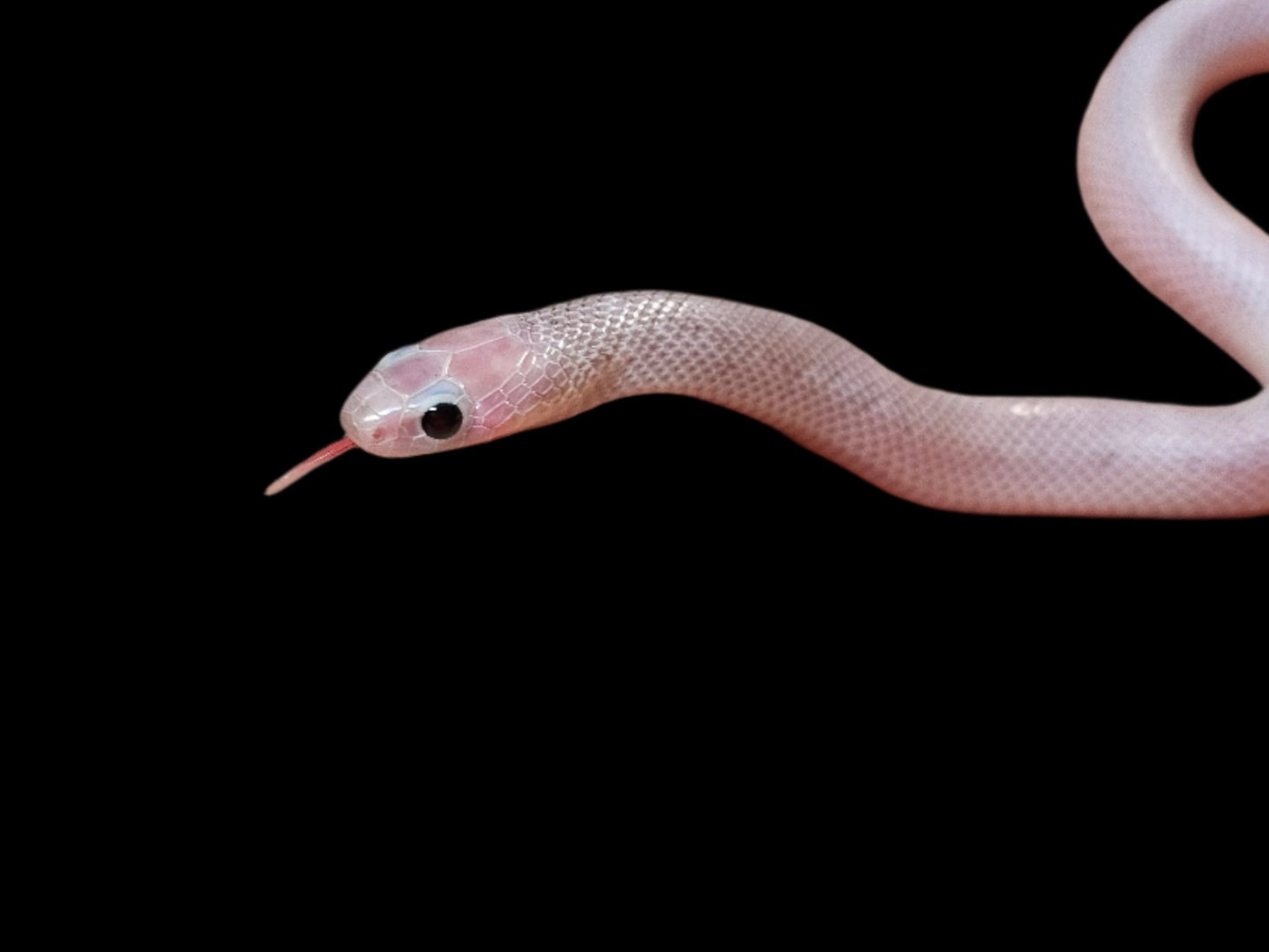 Ghost White-Sided Brooks Kingsnake baby for sale from SoFlo Reptiles