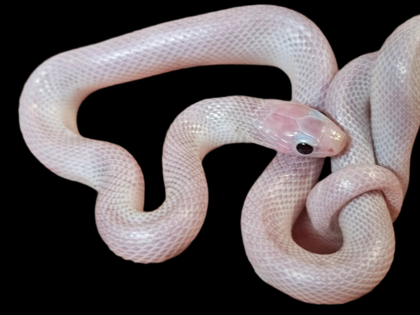 Ghost White-Sided Brooks Kingsnake baby for sale from SoFlo Reptiles