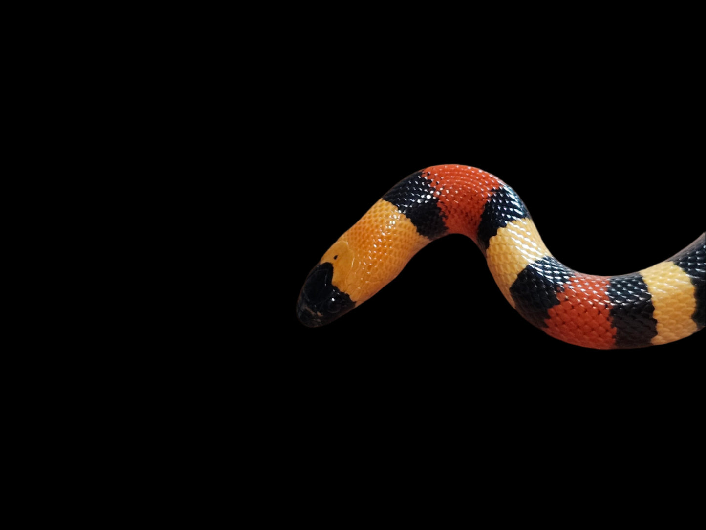 Apricot Pueblan Milk Snake Babies
