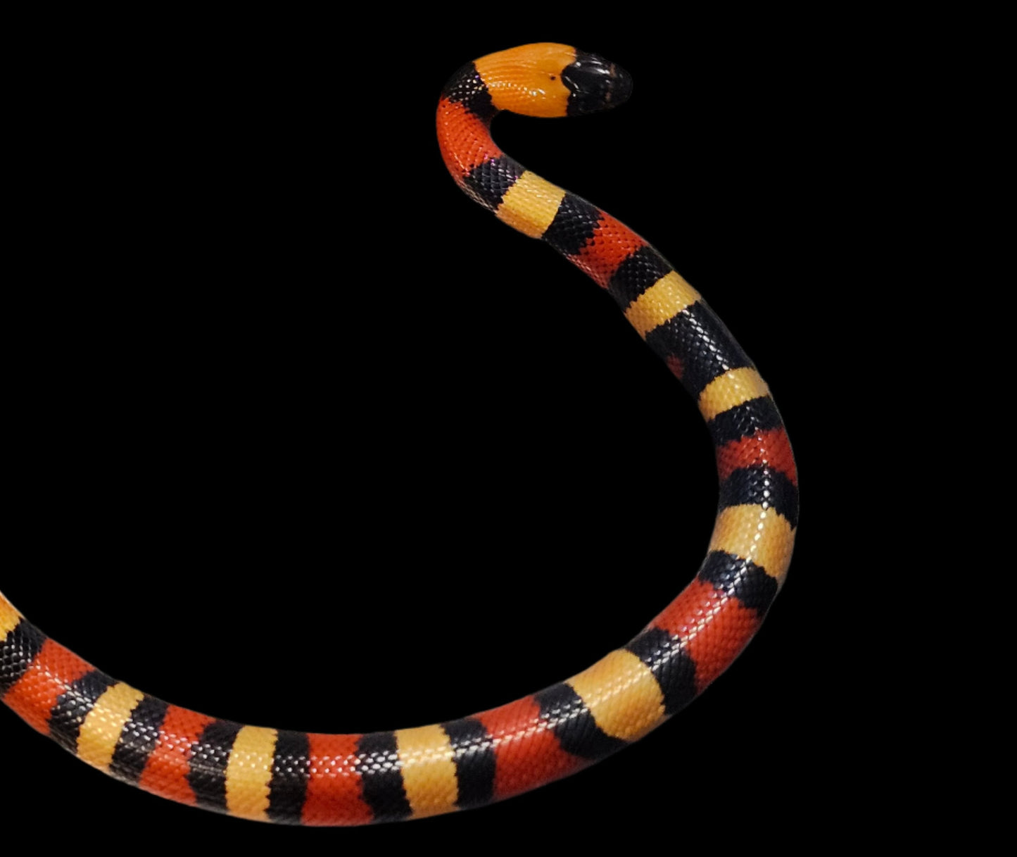 Apricot Pueblan Milk Snake Babies