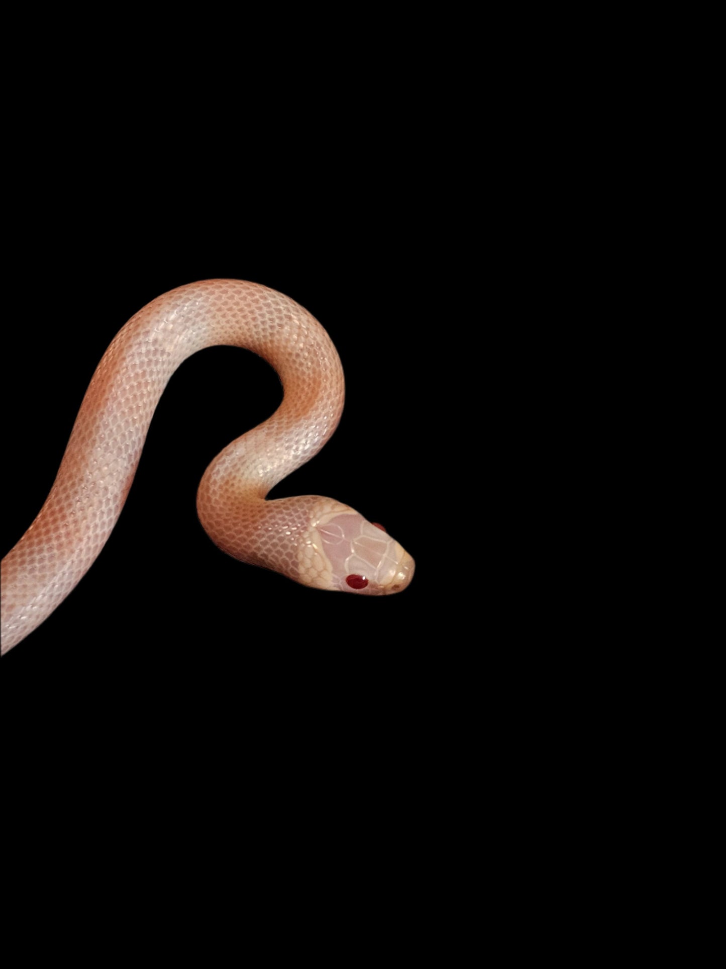 Pearl Honduran Milk Snake Baby