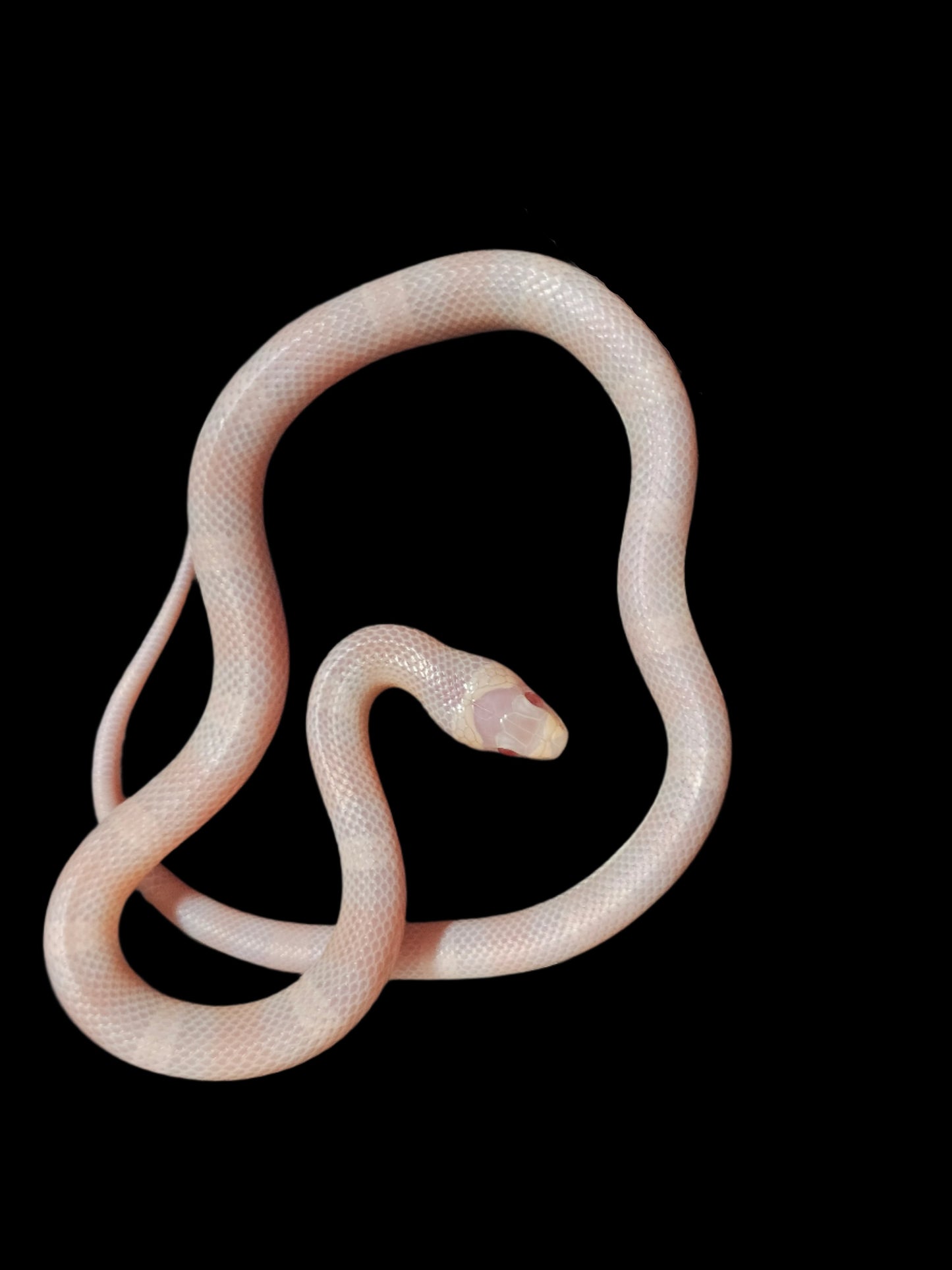 Pearl Honduran Milk Snake Baby