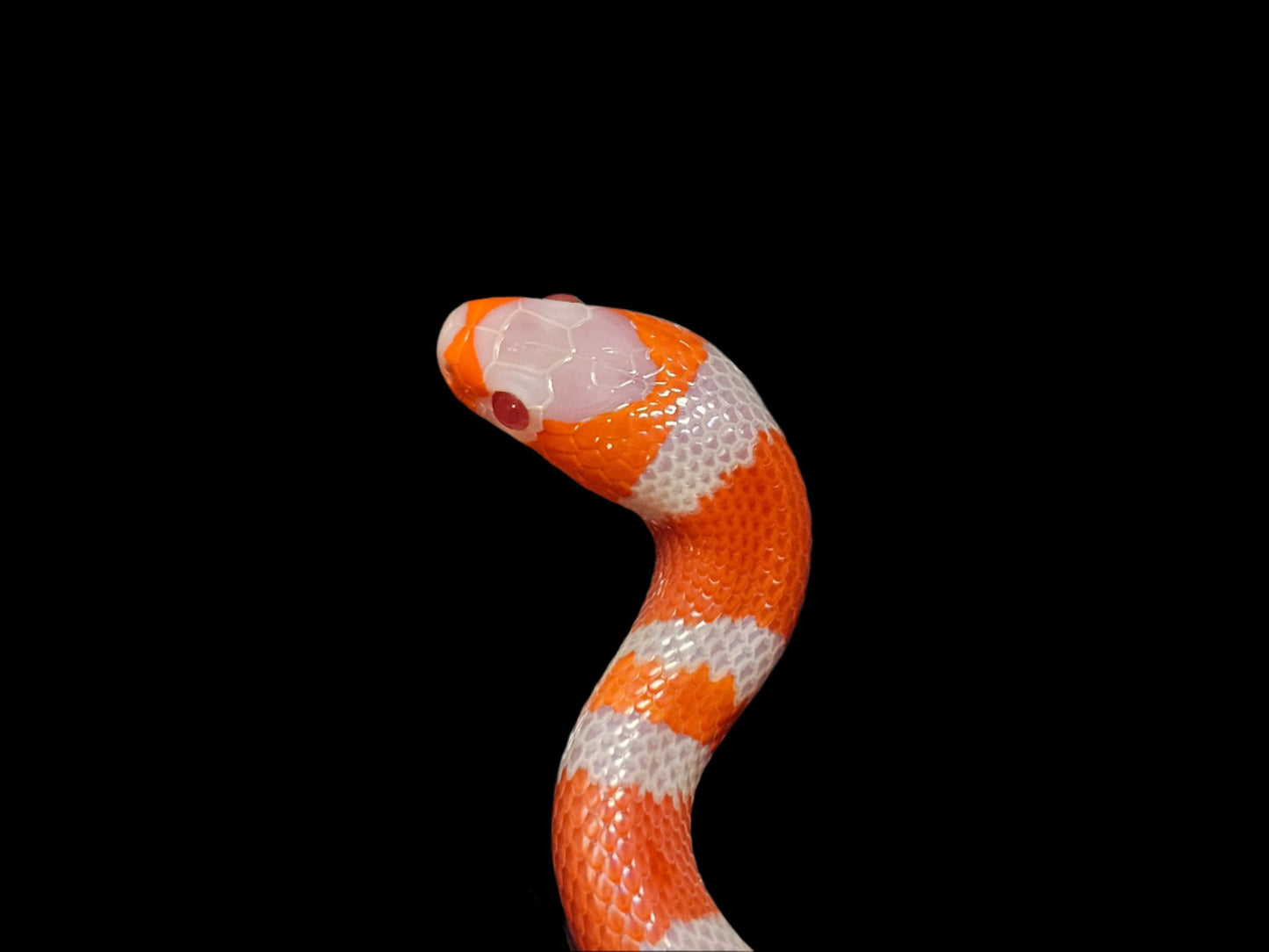 Albino Tangerine Honduran Milk Snake Babies