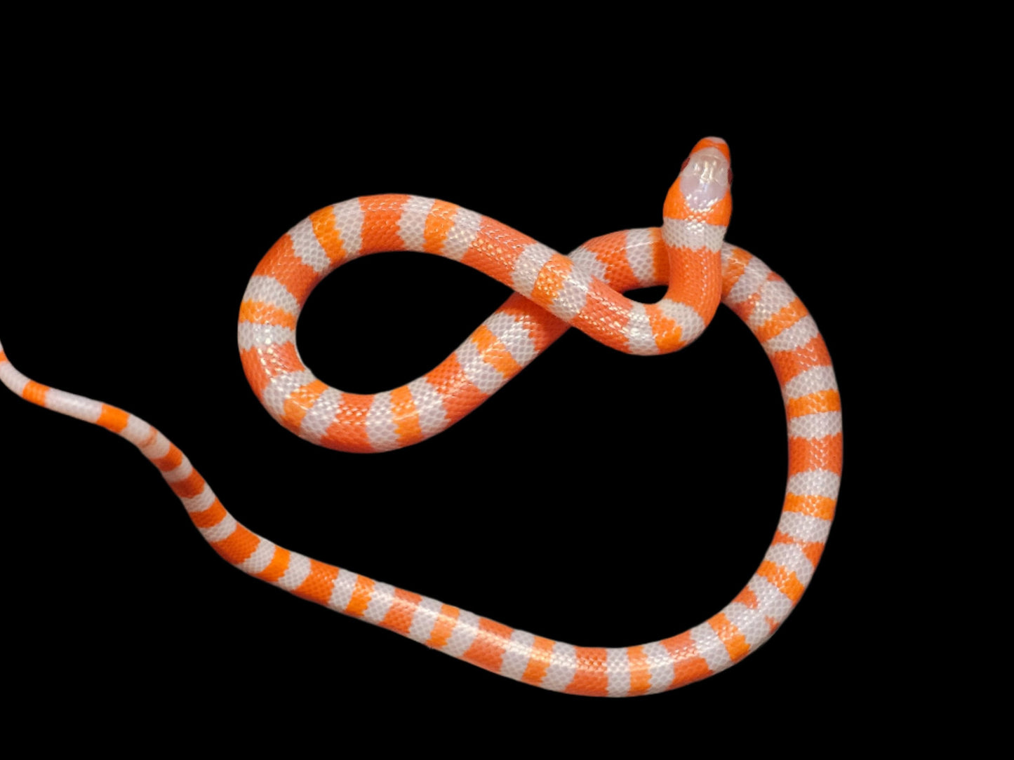 Albino Tangerine Honduran Milk Snake Babies