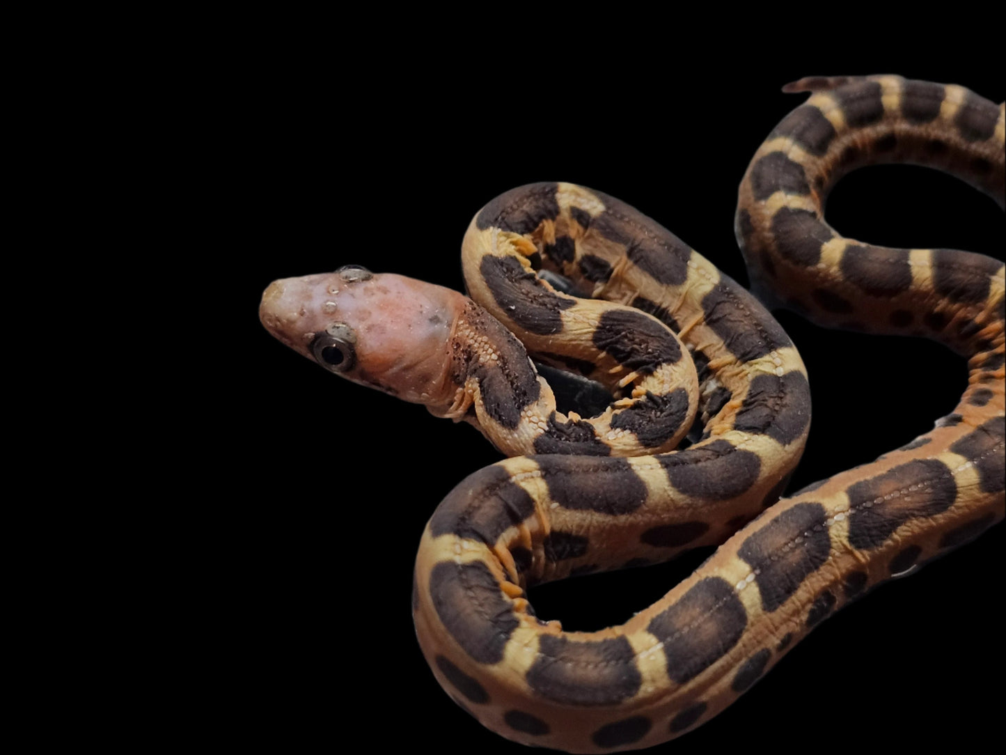 Scaleless Everglades Rat Snake Baby