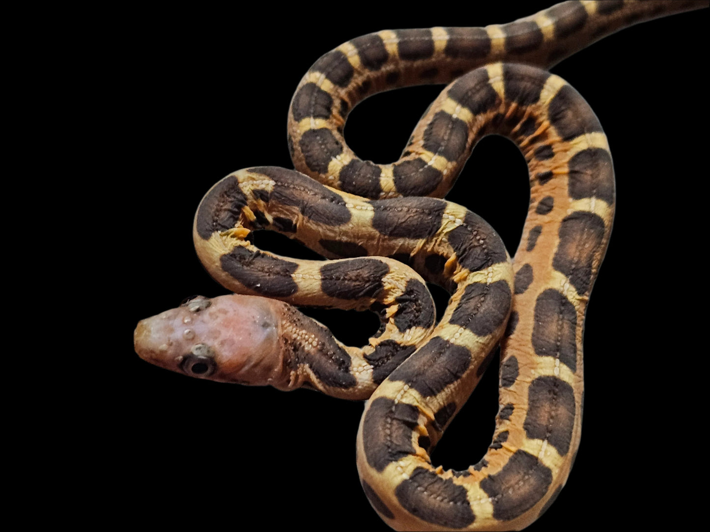 Scaleless Everglades Rat Snake Baby