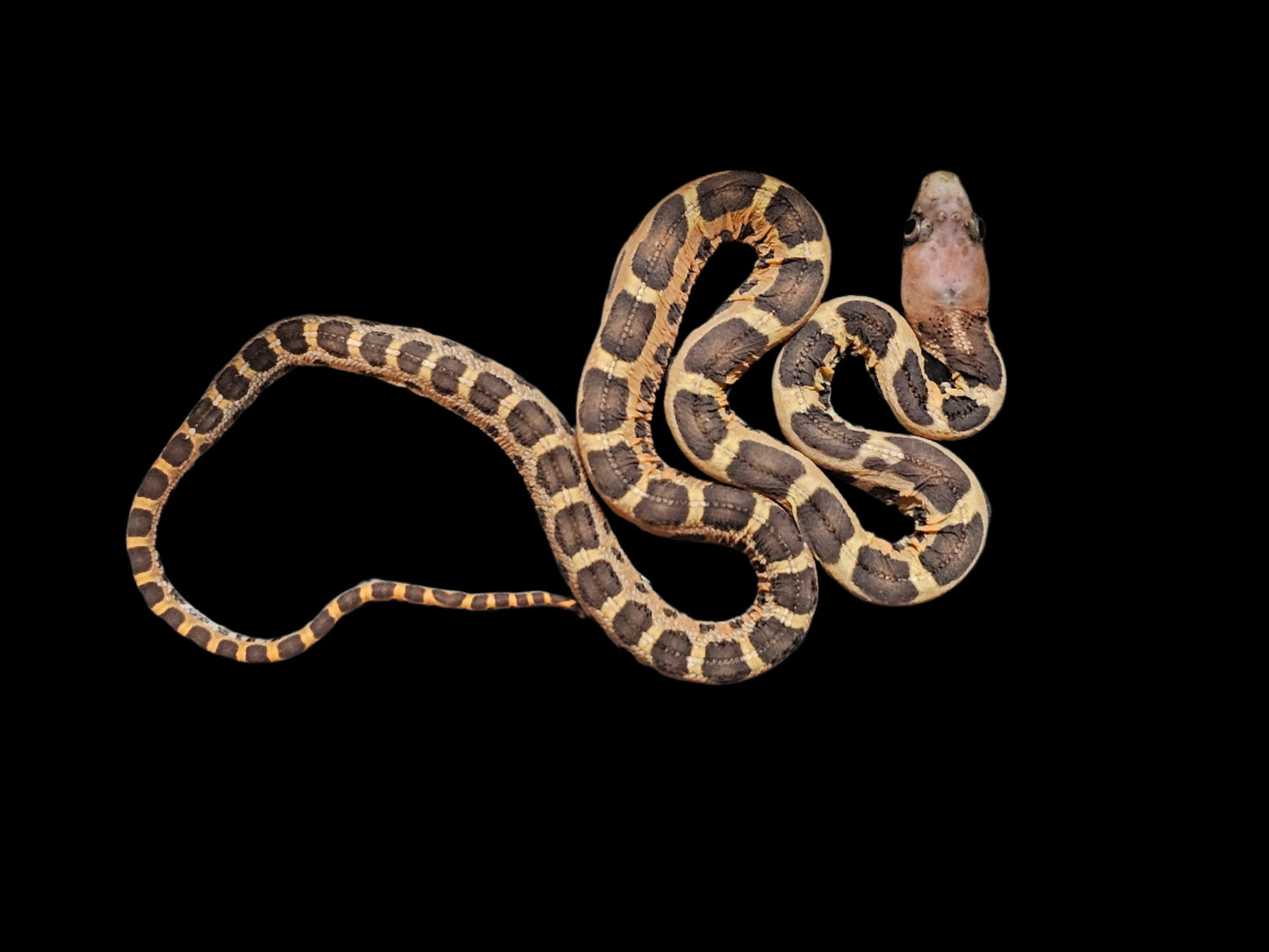 Scaleless Everglades Rat Snake Baby