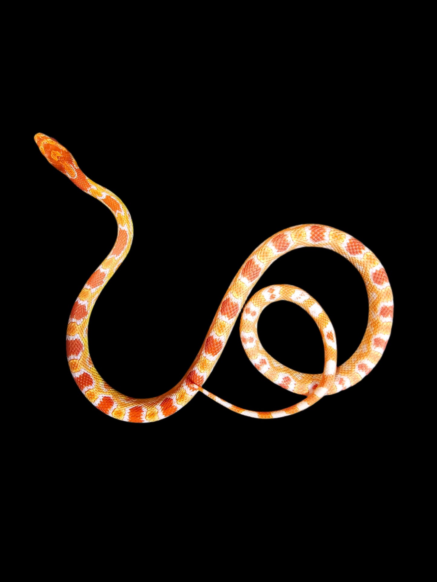 ERO Corn Snake Yearling Female
