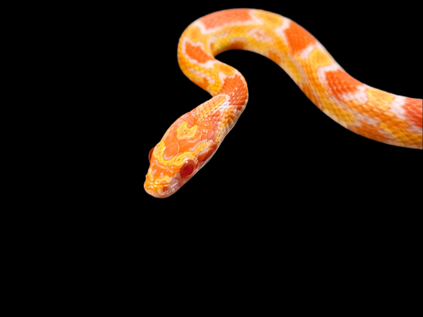 ERO Corn Snake Yearling Female