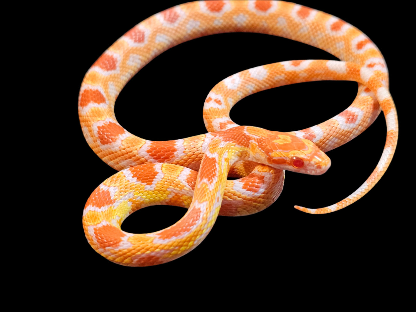ERO Corn Snake Yearling Female