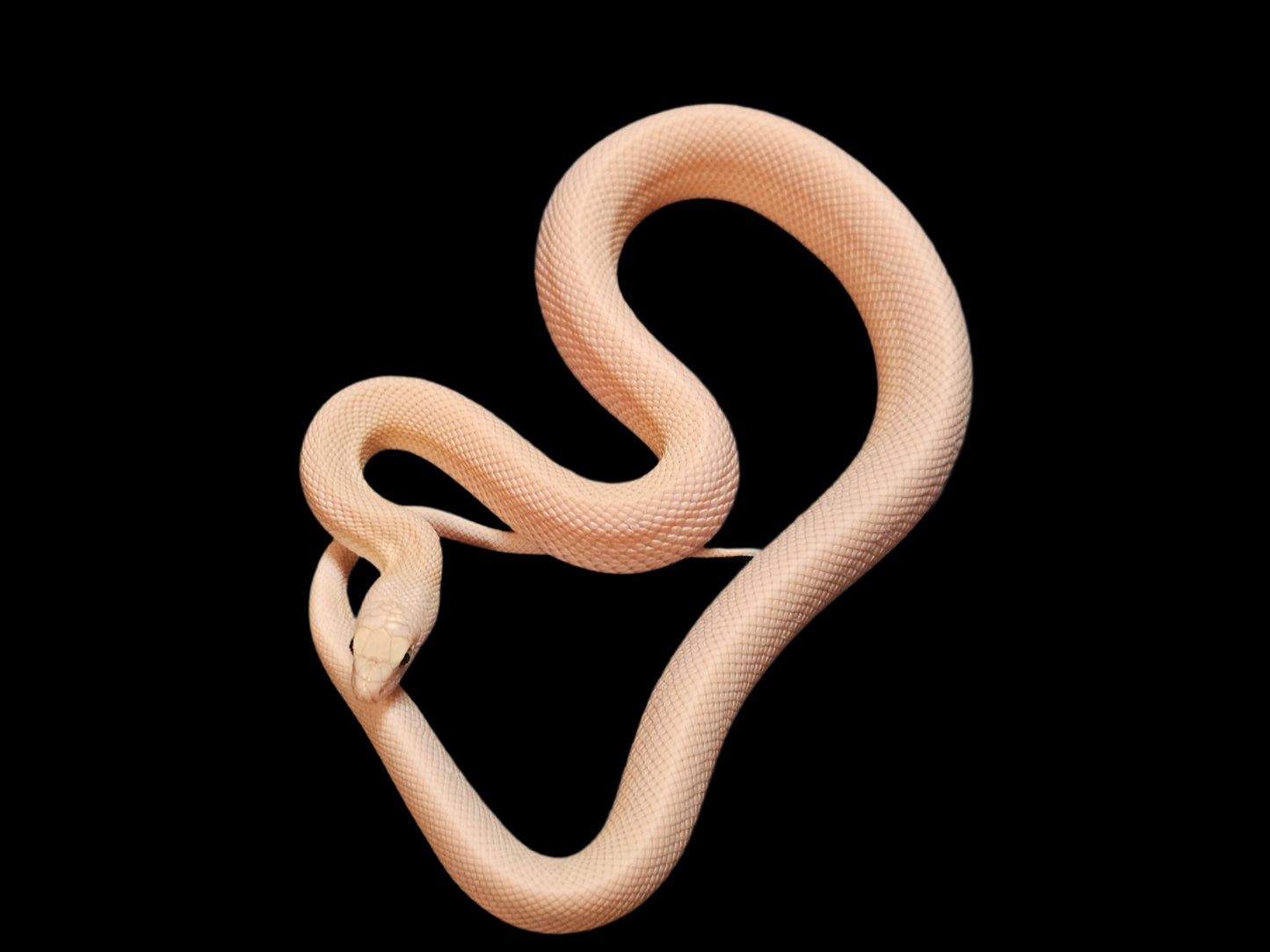 Pink Patternless Leucistic Southern Pinesnake