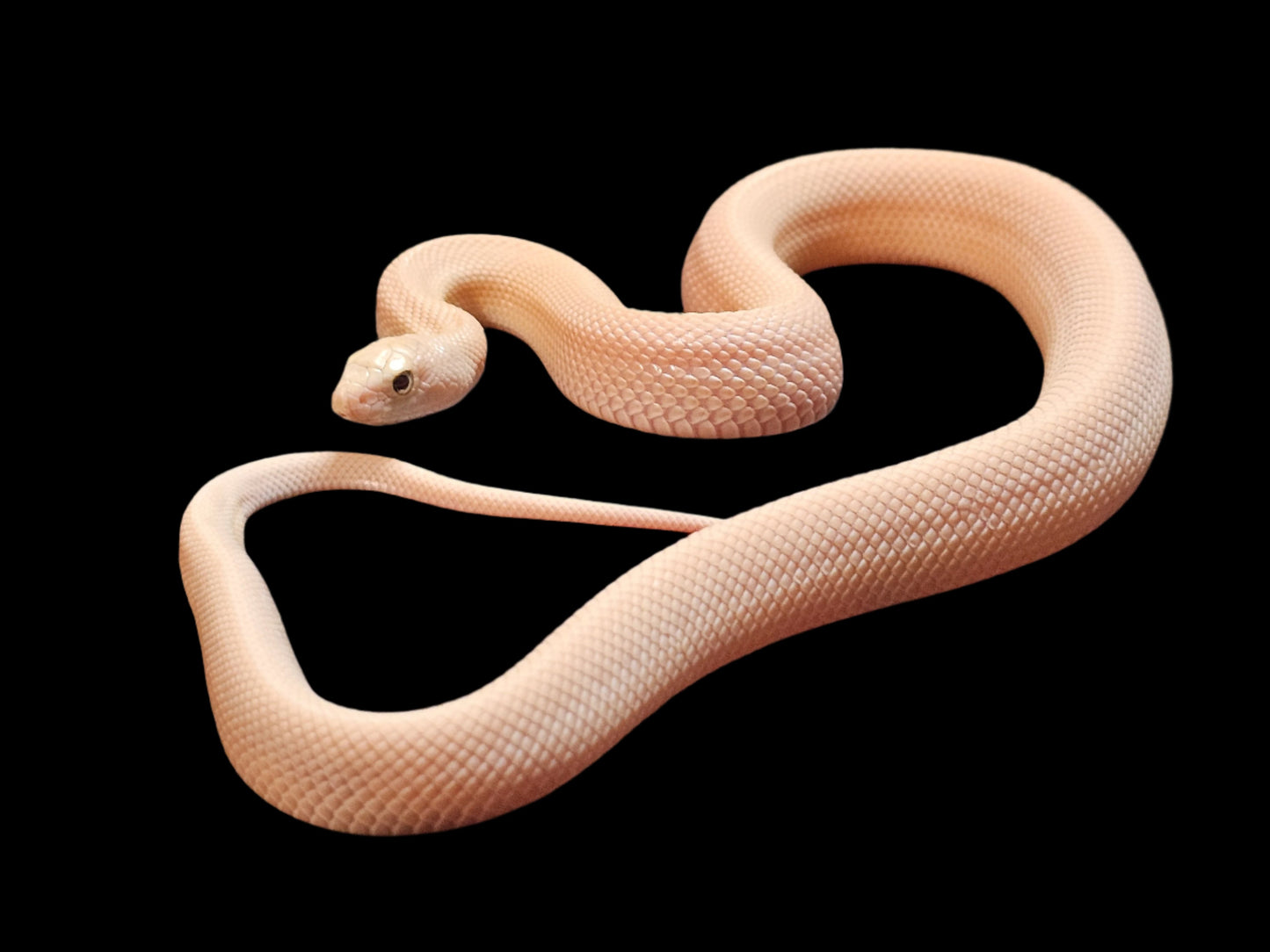 Pink Patternless Leucistic Southern Pinesnake