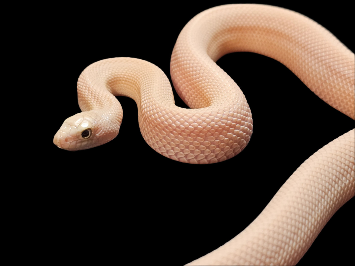 Pink Patternless Leucistic Southern Pinesnake