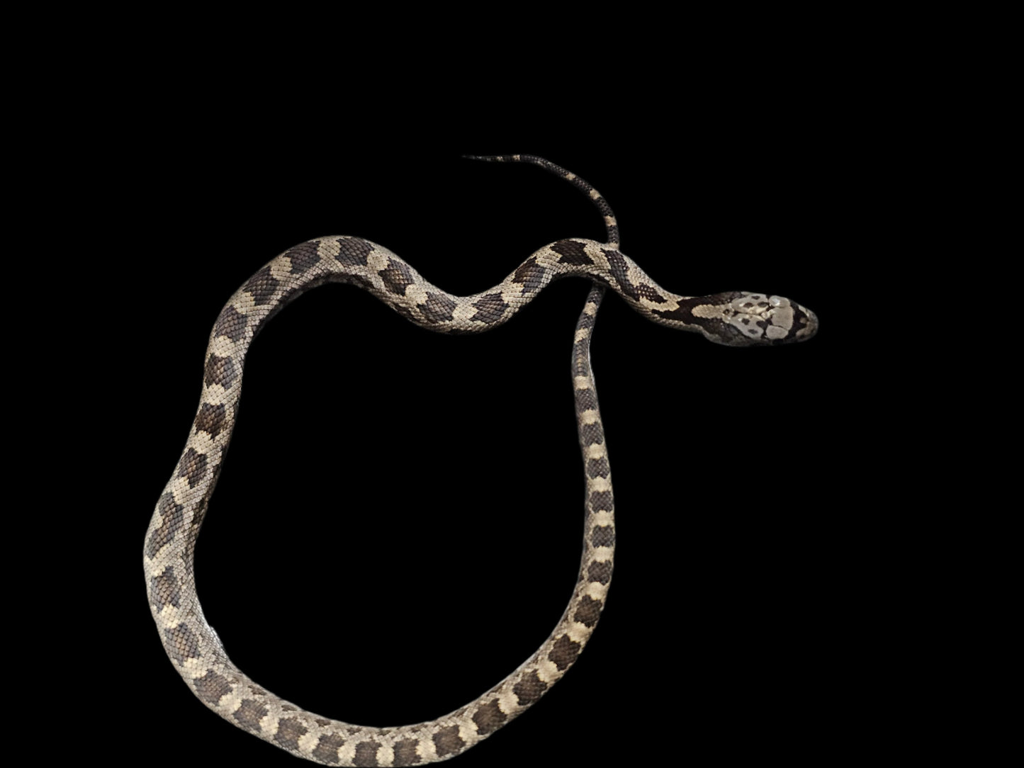 Black Rat Snake Multi Het