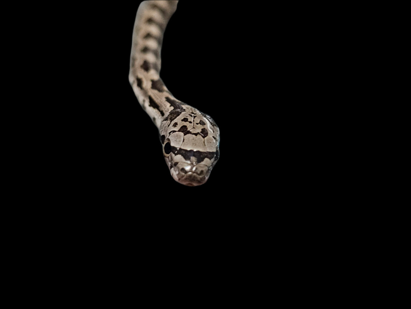 Black Rat Snake Multi Het