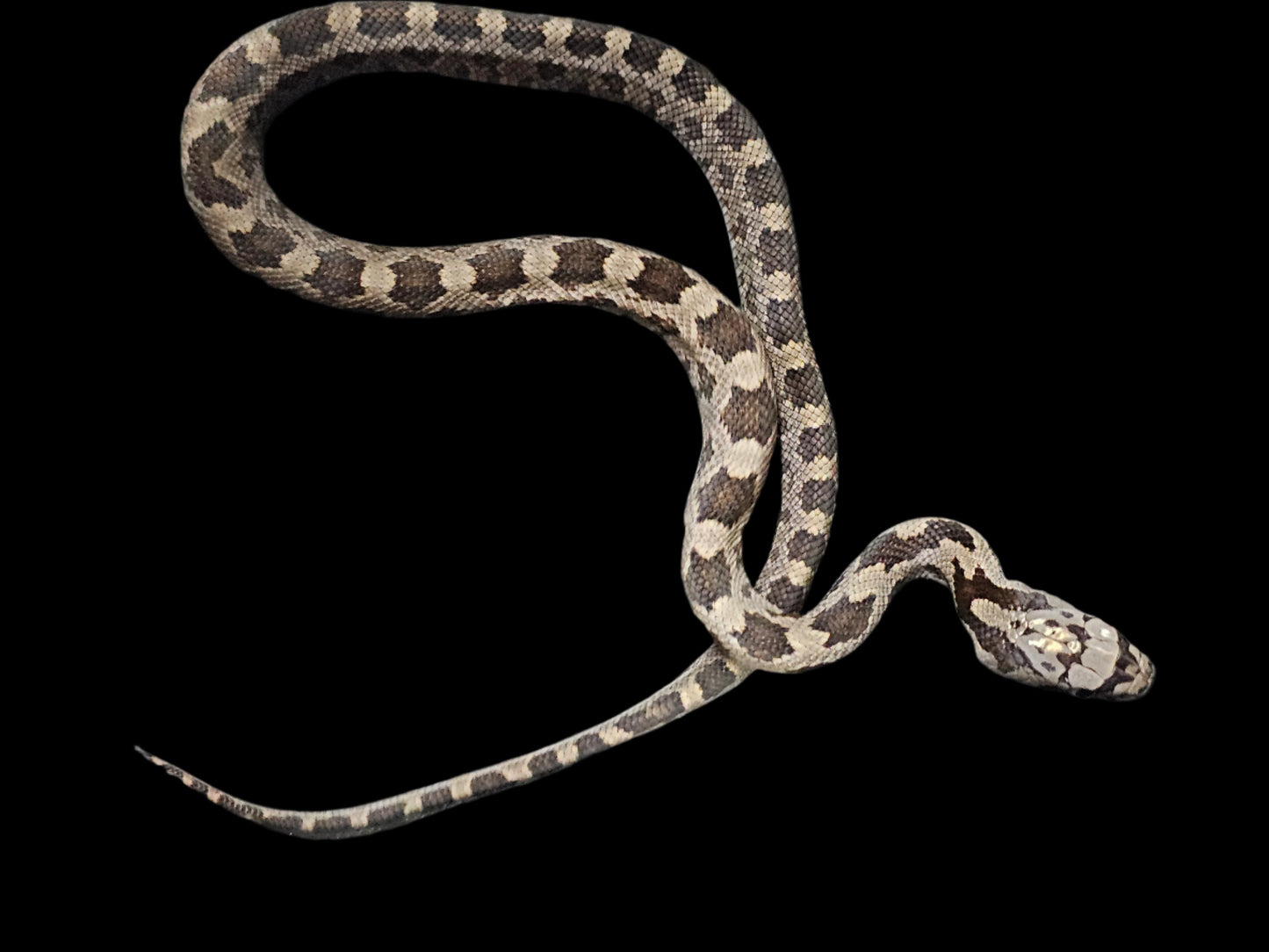 Black Rat Snake Multi Het