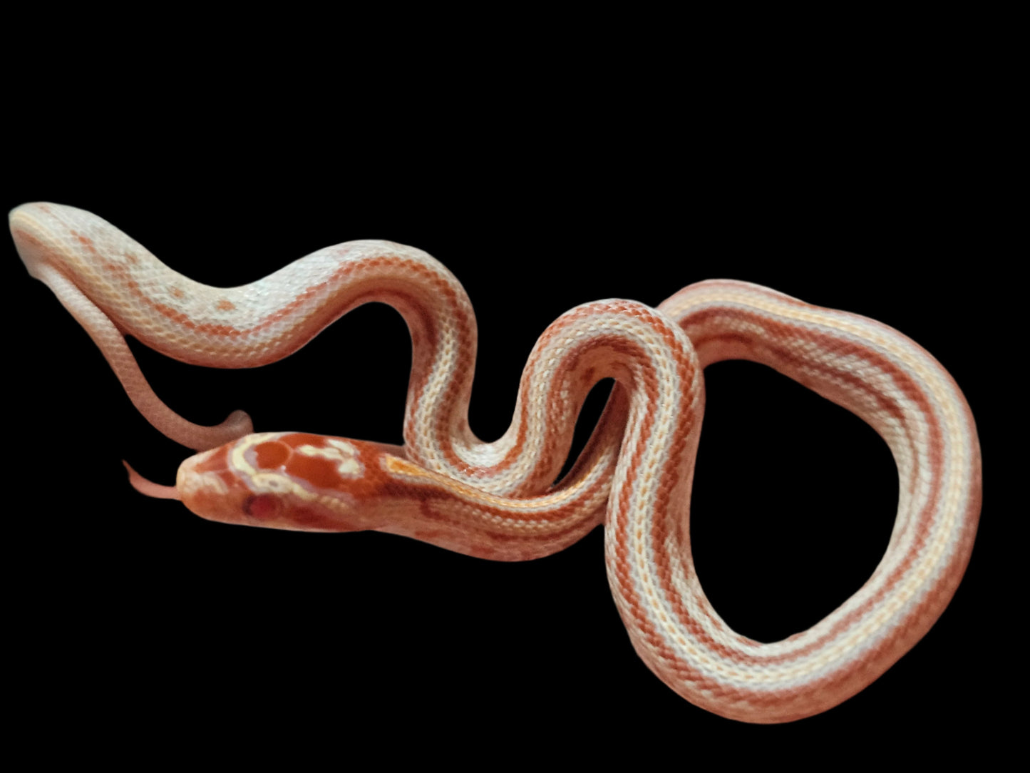 ERO Tessera Corn Snake