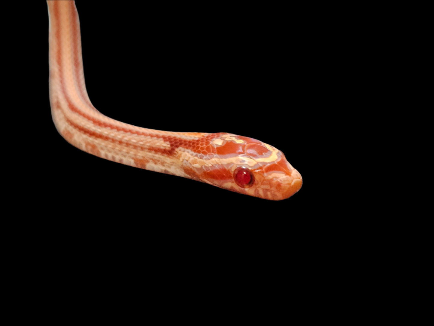 ERO Tessera Corn Snake