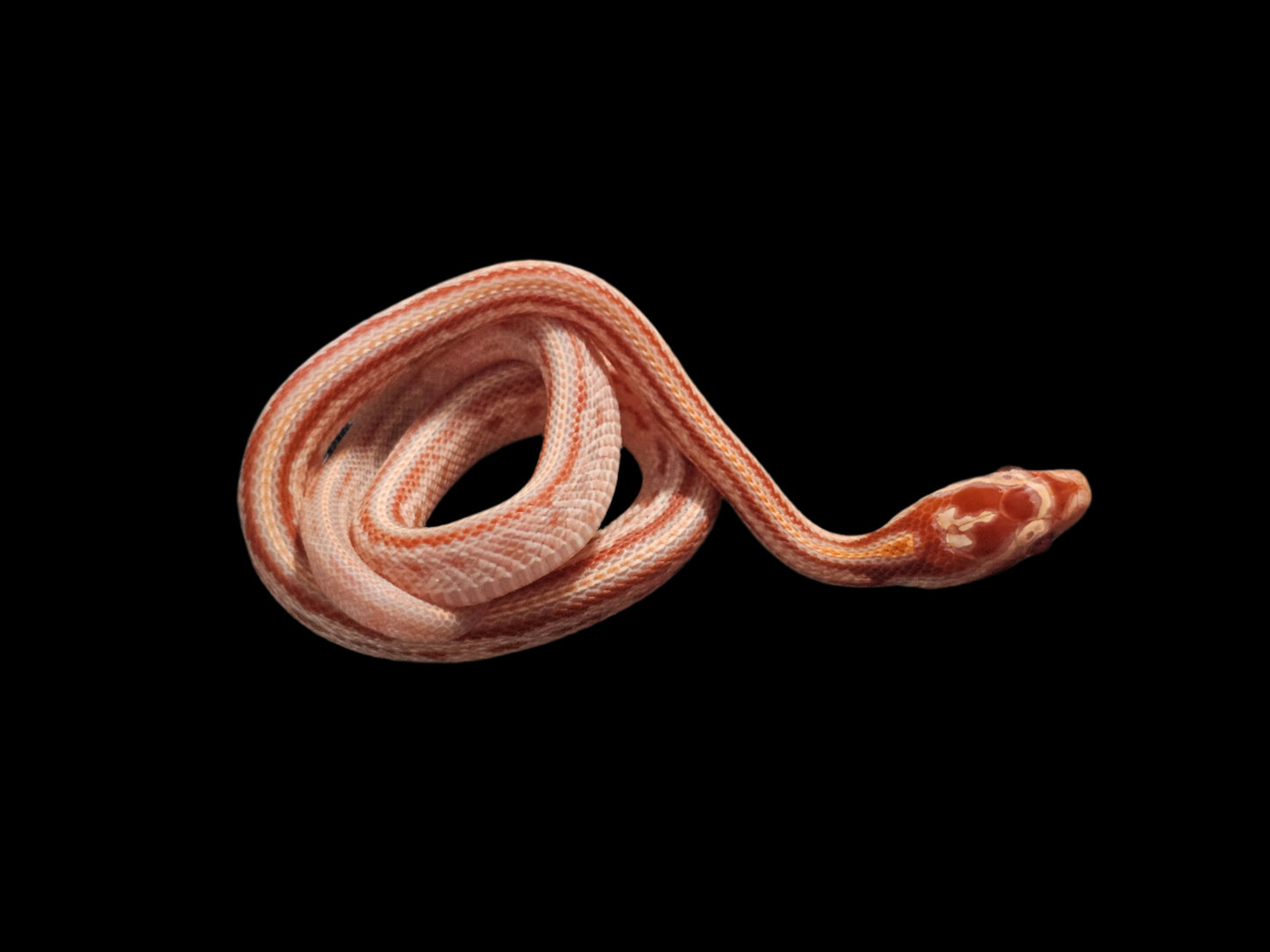 ERO Tessera Corn Snake