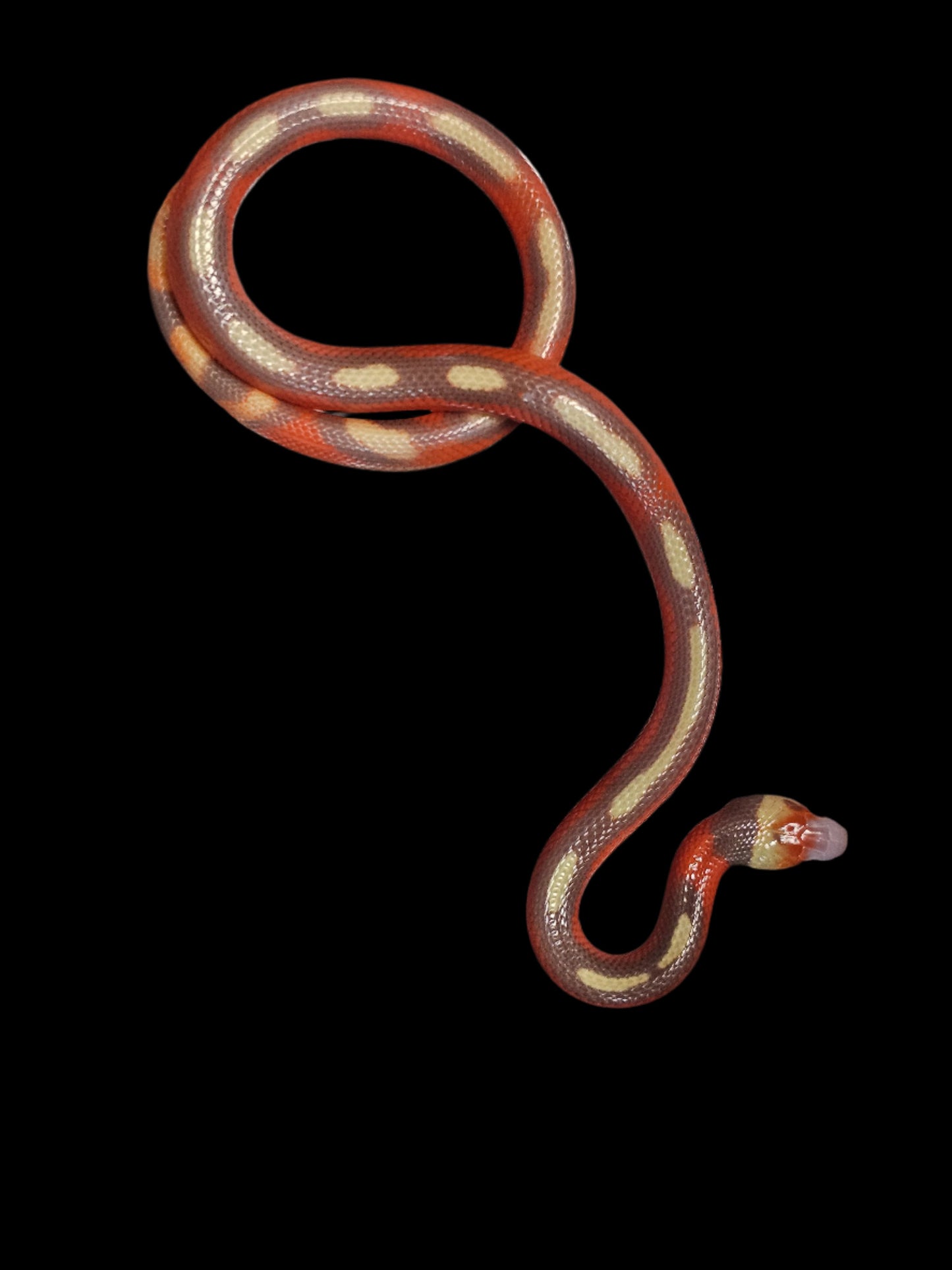T+ Albino Splotch Nelson's Milk Snake