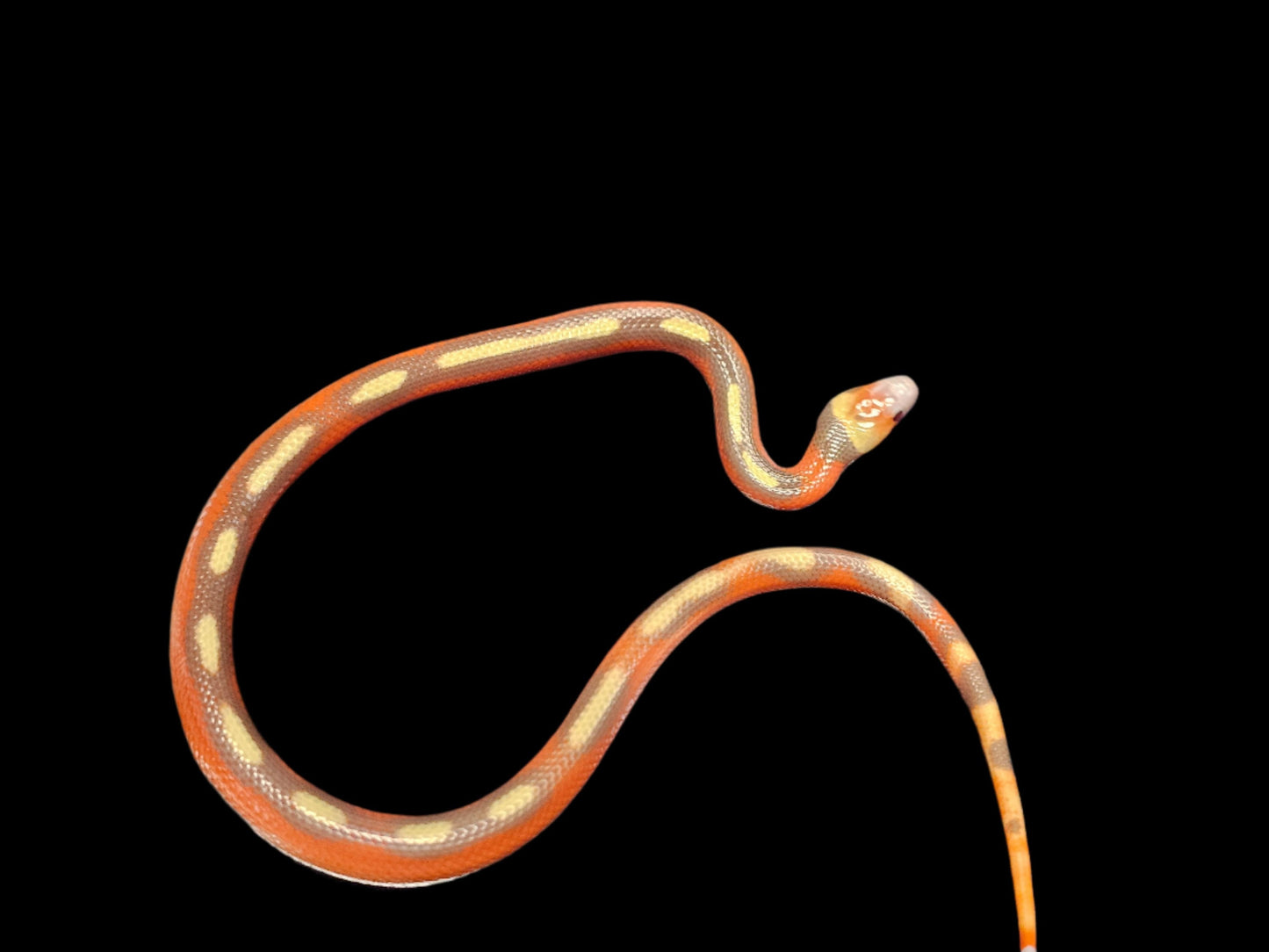 T+ Albino Splotch Nelson's Milk Snake