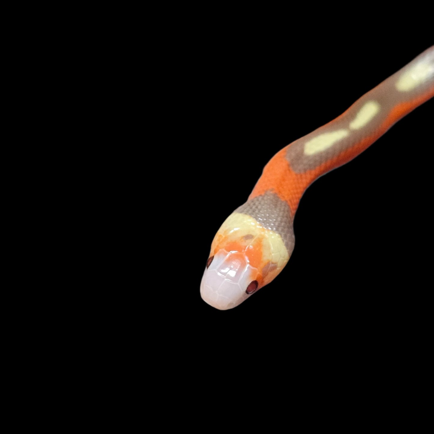 T+ Albino Splotch Nelson's Milk Snake