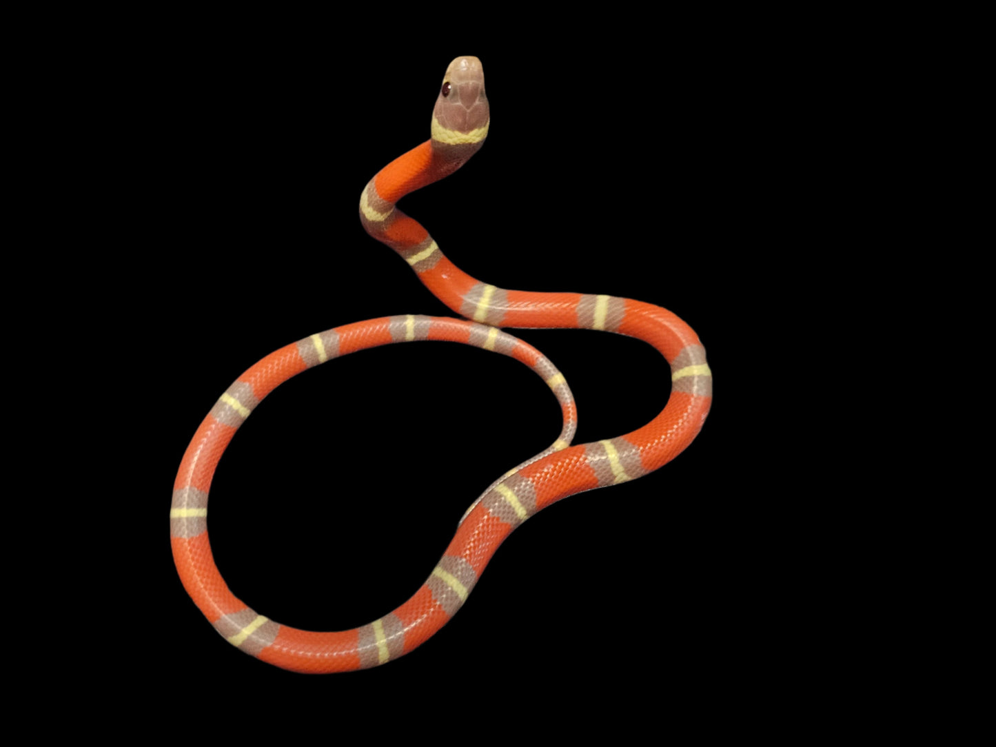 T+ Albino Het Splotch Nelson's Milk Snake