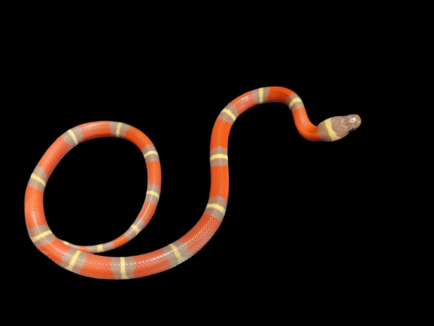 T+ Albino Het Splotch Nelson's Milk Snake