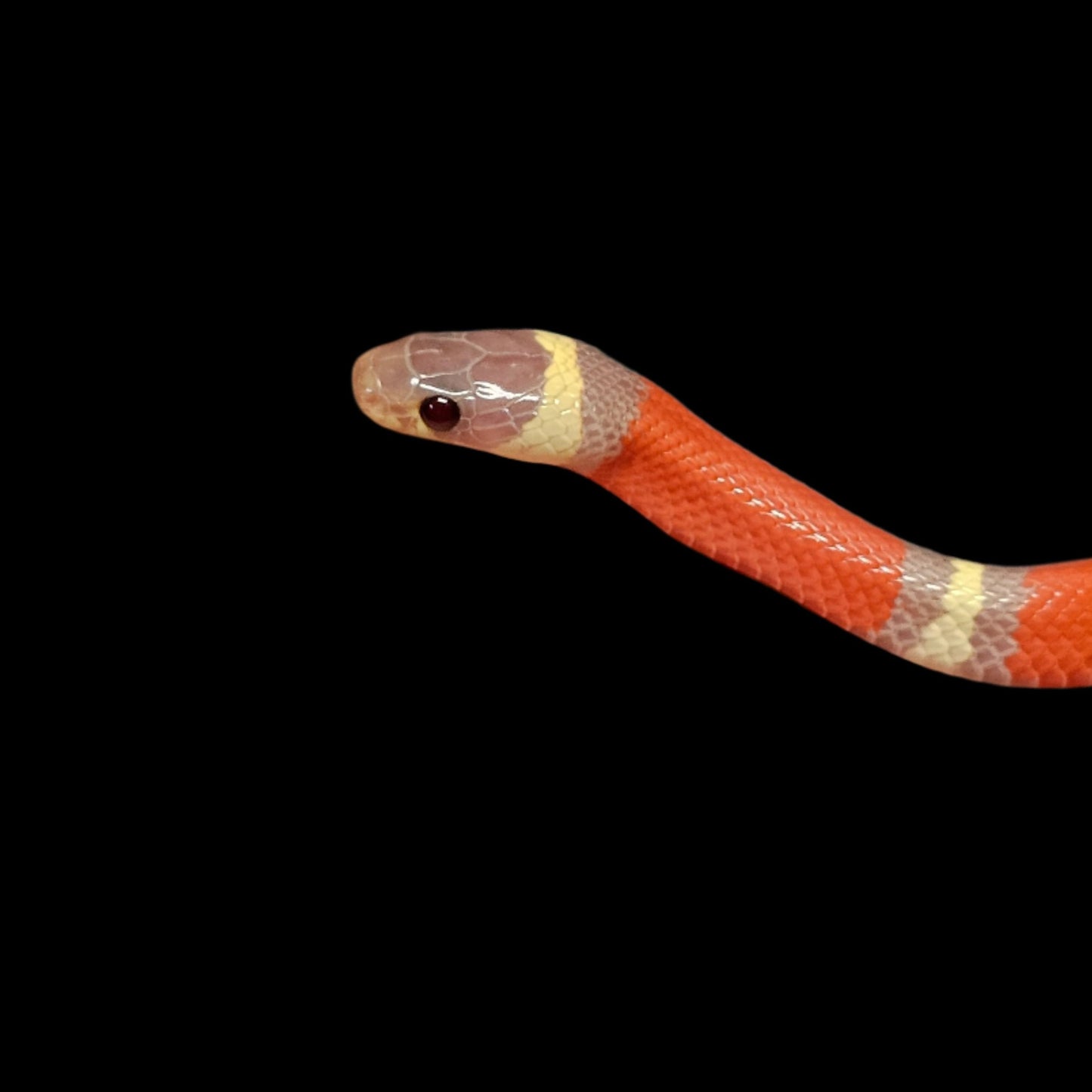 T+ Albino Het Splotch Nelson's Milk Snake