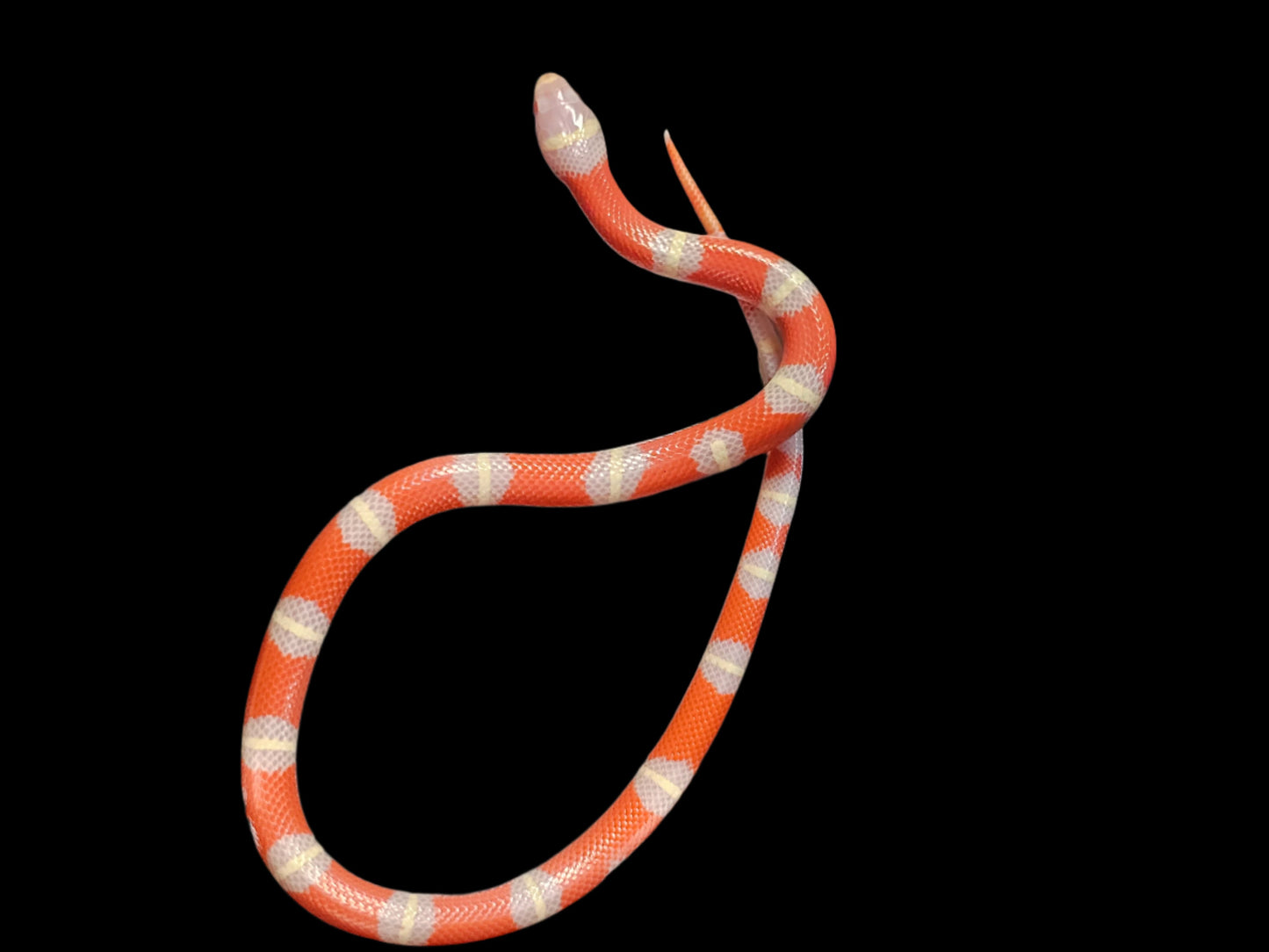 Albino Het Splotch Nelson's Milk Snake