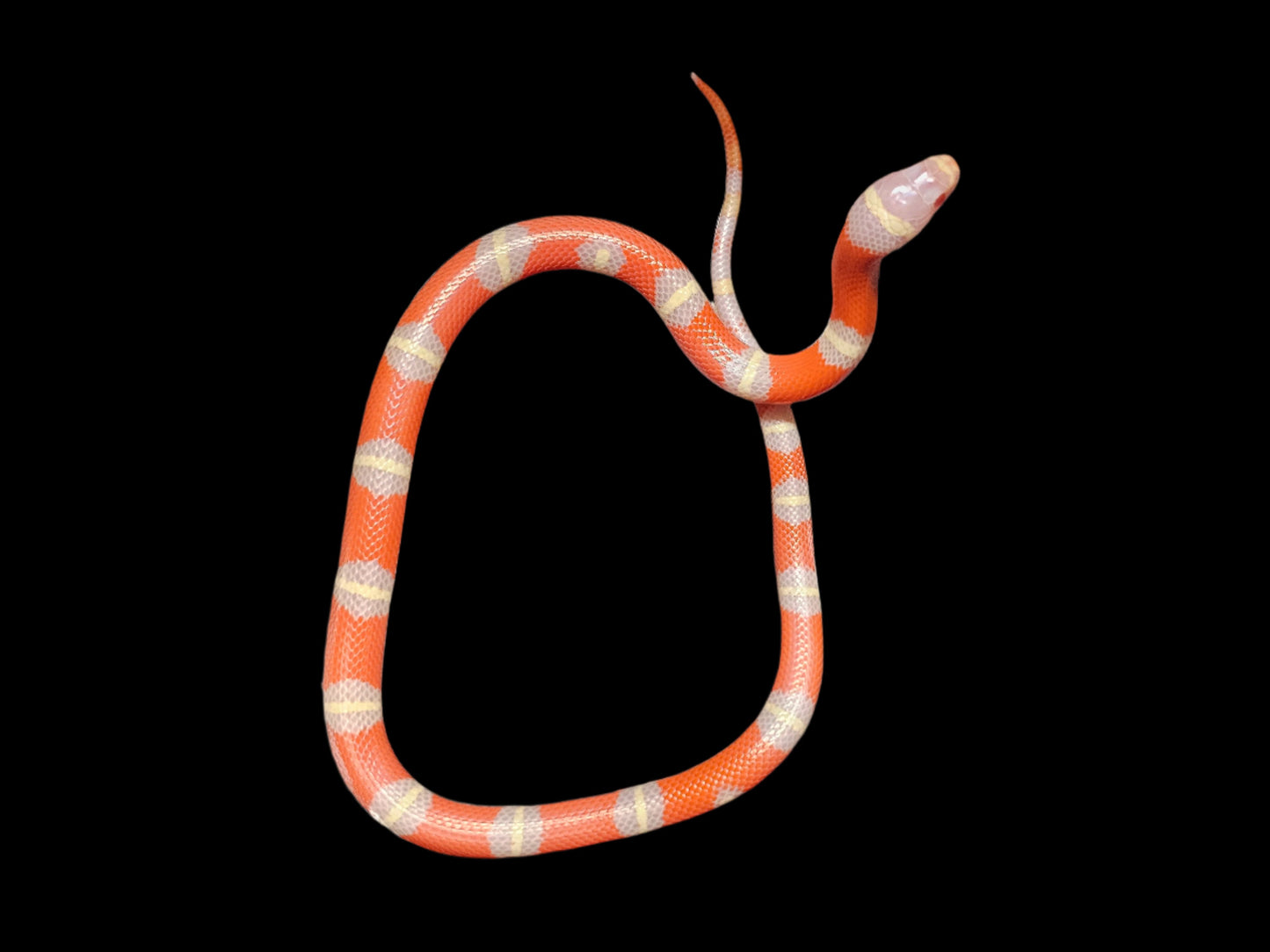 Albino Het Splotch Nelson's Milk Snake